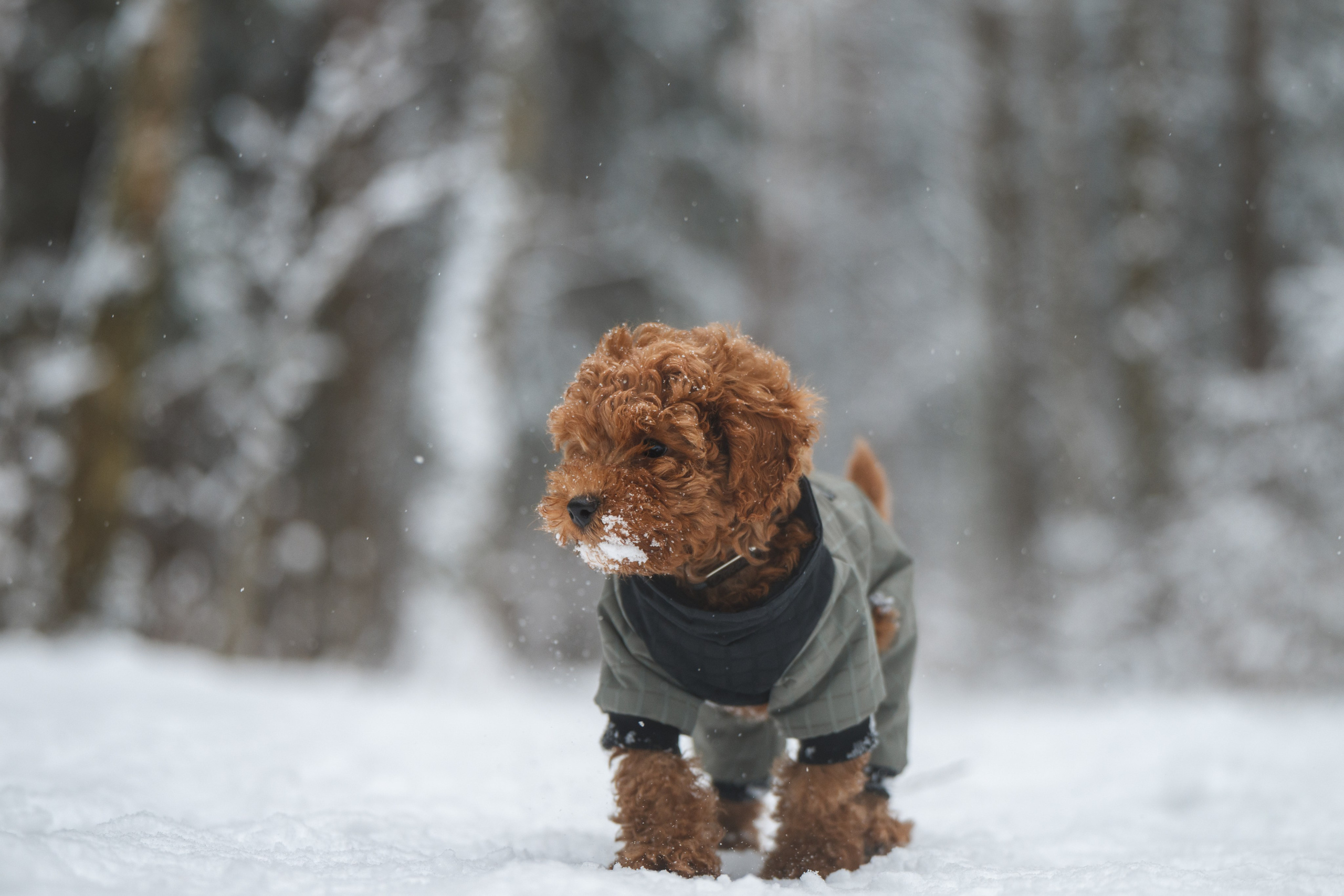 Щенок пуделя. Фотограф Анималист в Москве Анастасия Жучкова