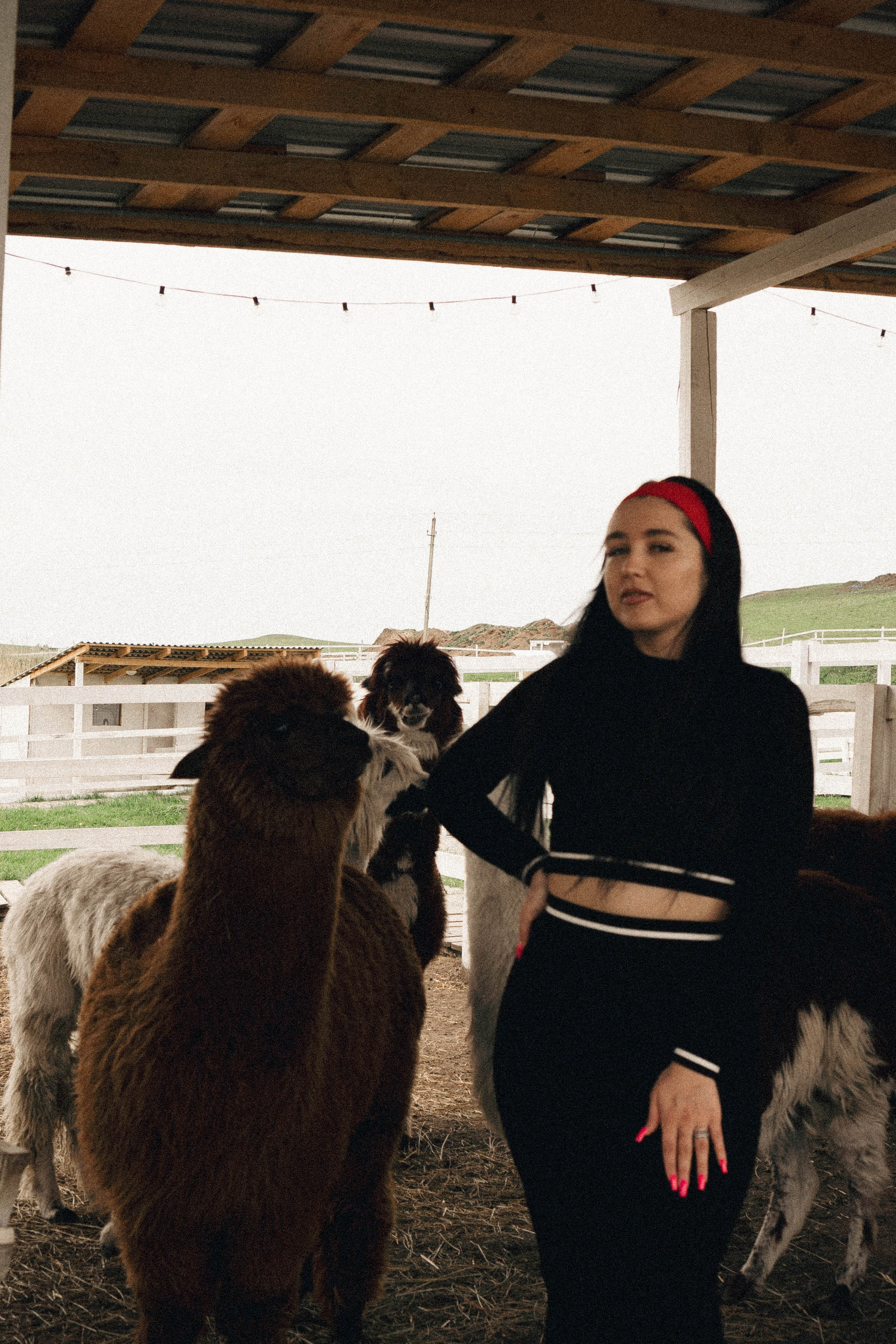 Ферма Альпак. Профессиональный фотограф, Санкт-Петербург — Виктория Богомолова