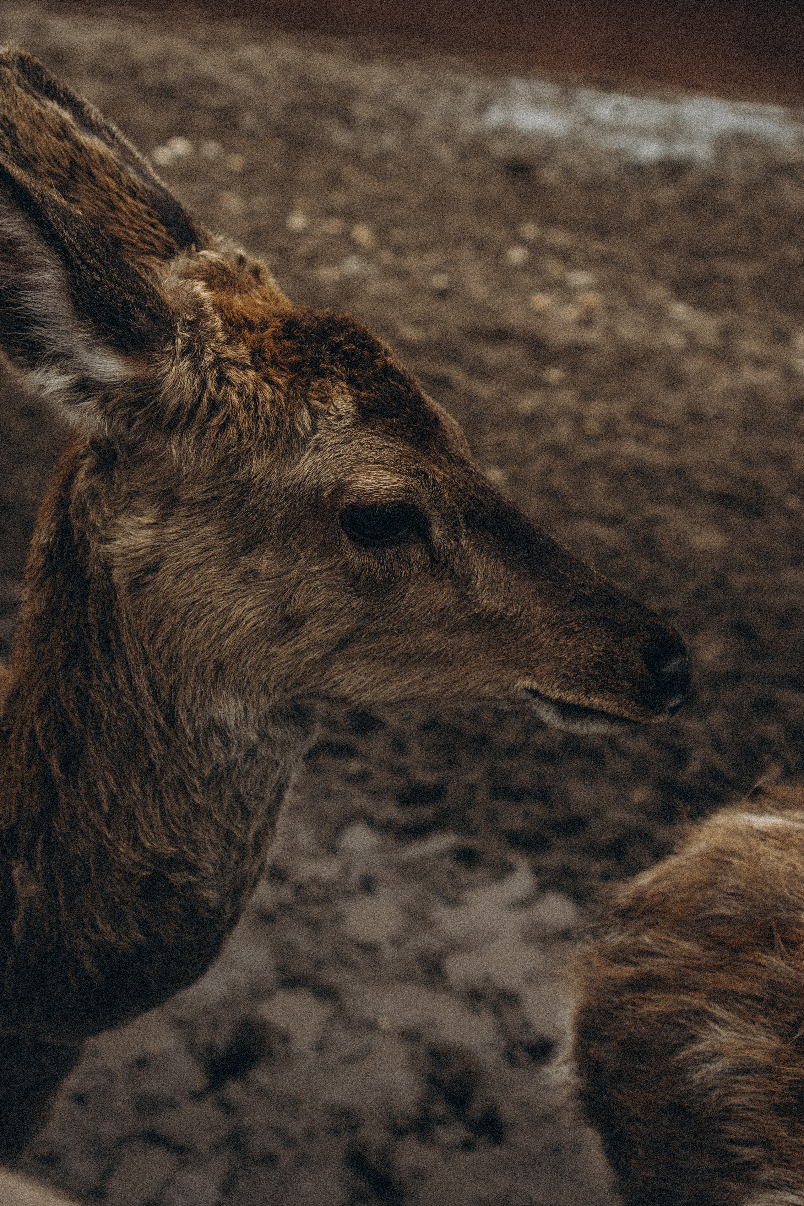 ОЛЕНЬЯ ФЕРМА В ТВЕРИ. Профессиональный фотограф, Санкт-Петербург — Виктория Богомолова