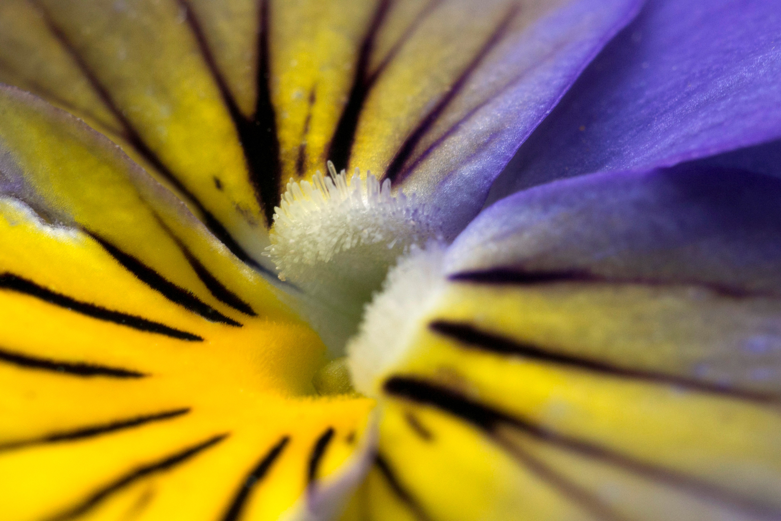 Макро. Фотограф Лагутин Анатолий