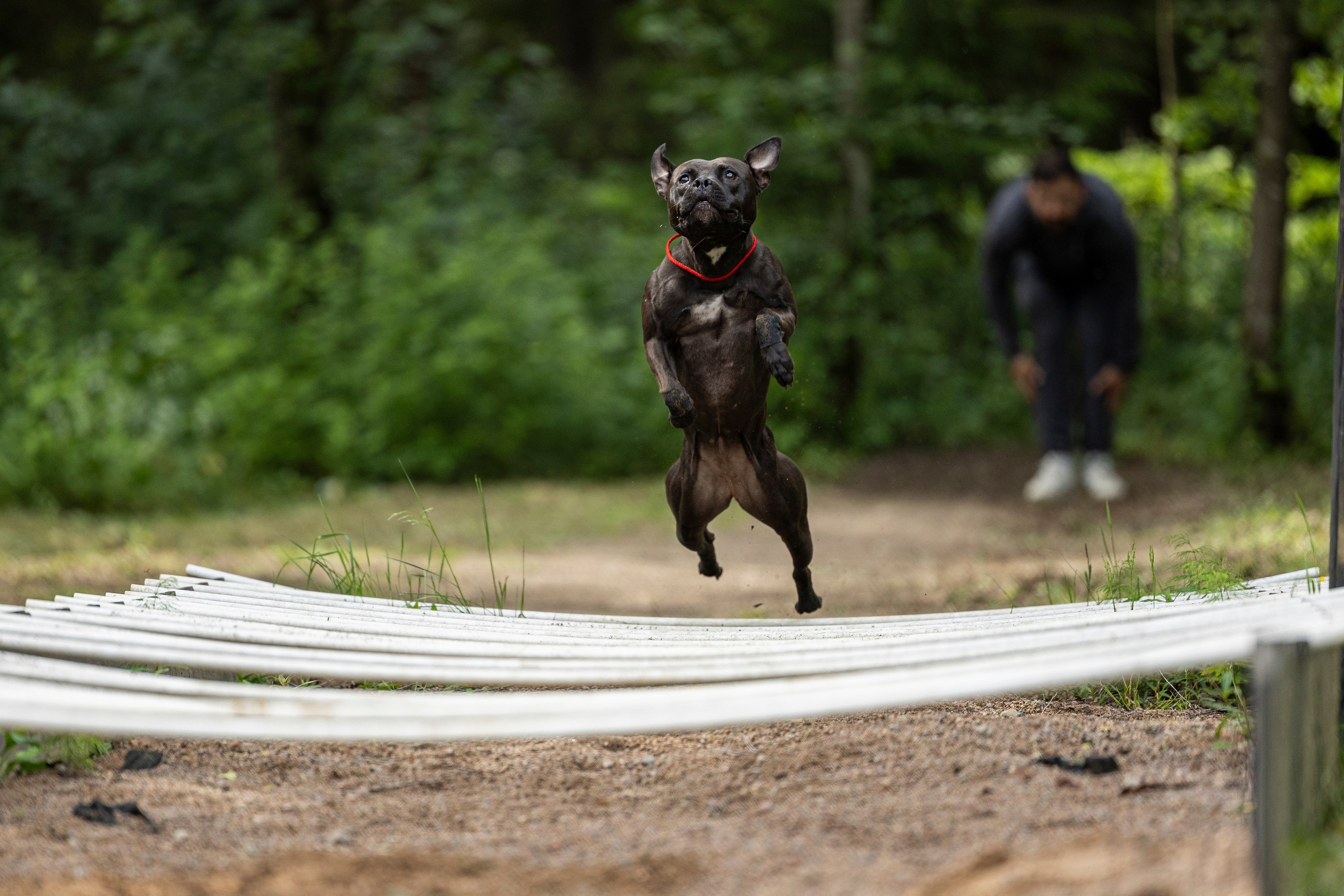 Пит-стафф многоборье. Фотограф-анималист Анна Маринич
