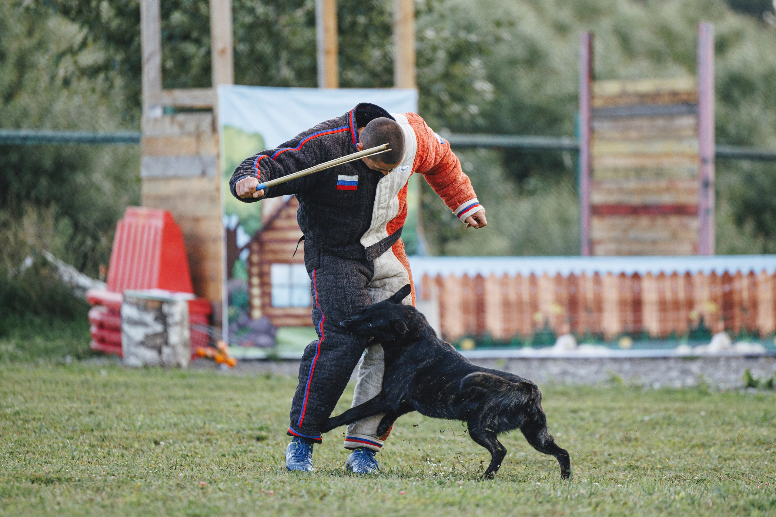 08.08.25-10.08.25 ЧР по мондьорингу г. Вологда. Фотограф-анималист Анна Маринич