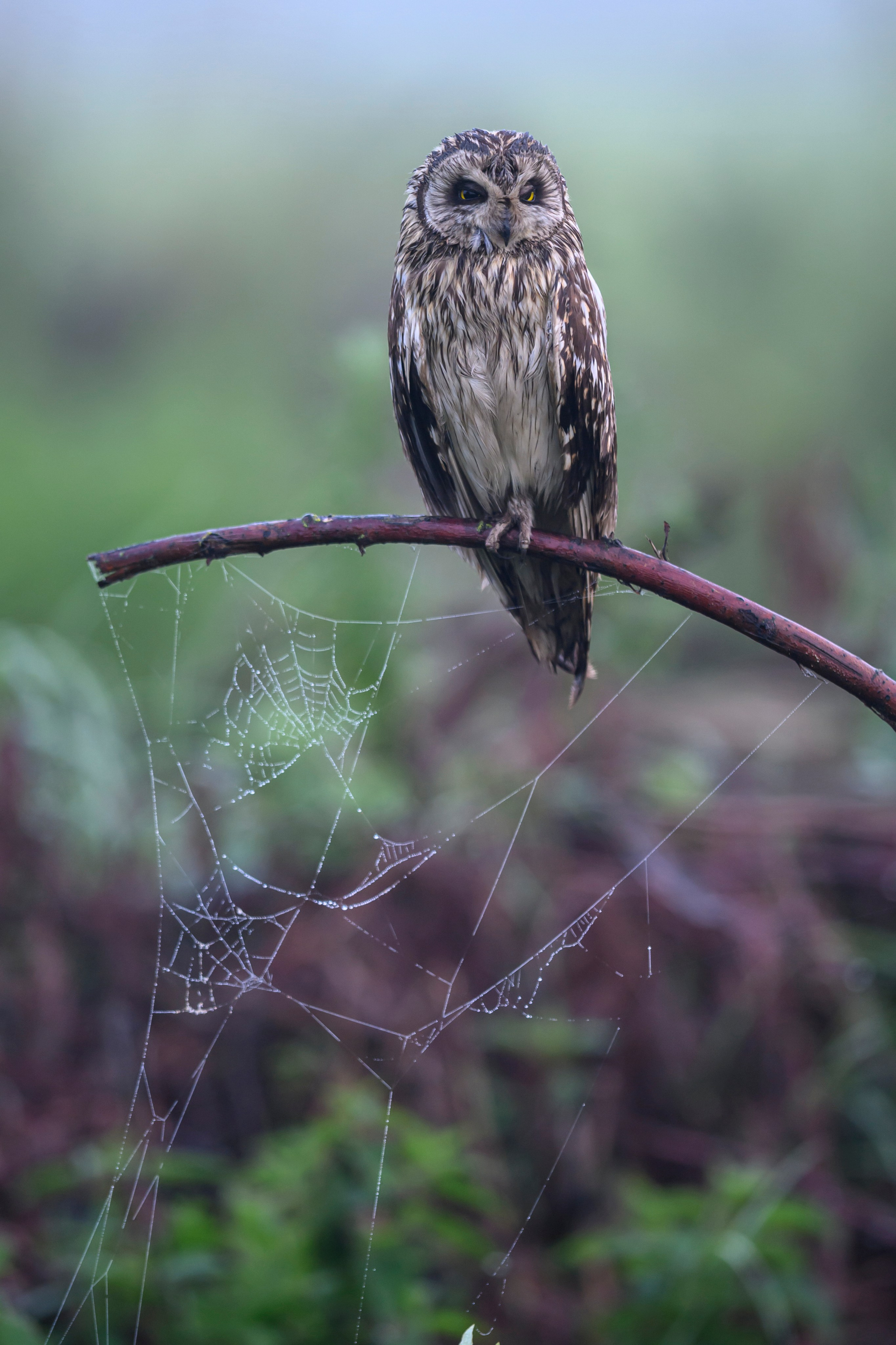 Сова вернулась. The owl has returned. Wildlife photography by Sergey Puponin