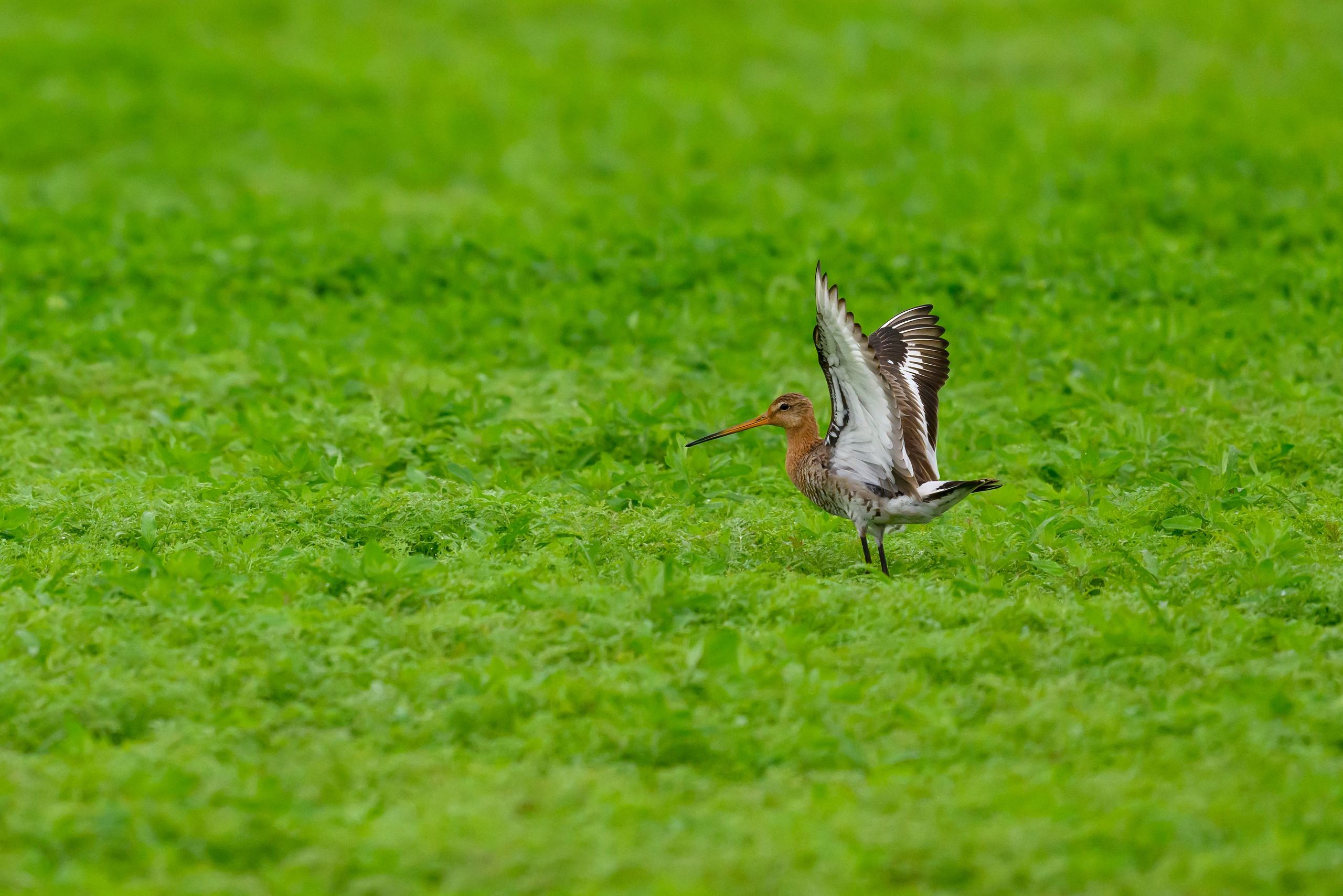 Веретенник. Фотограф Сергей Пупонин