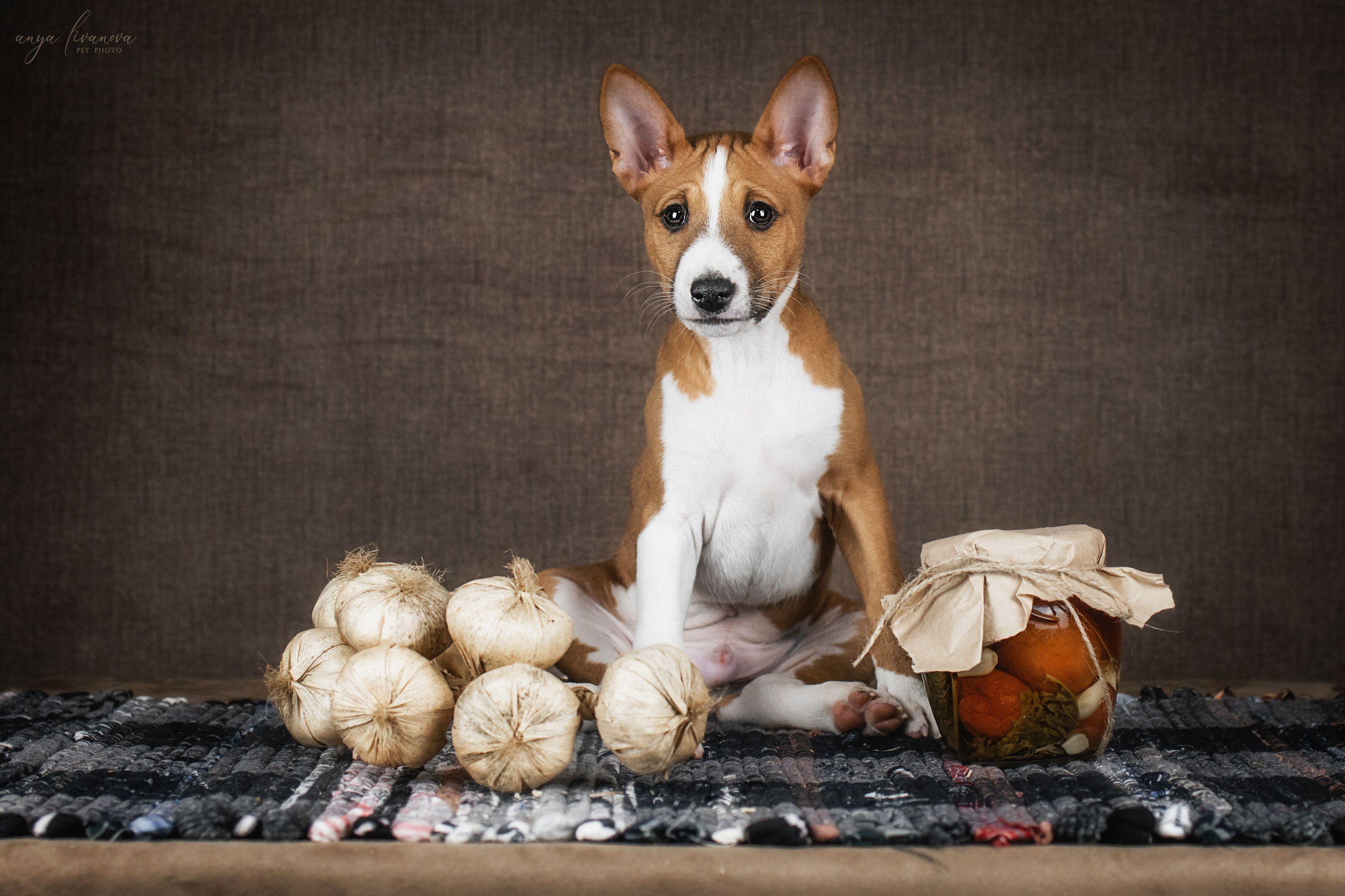 Басенджи. Фотограф анималист Аня Ливанова | Рыбинск