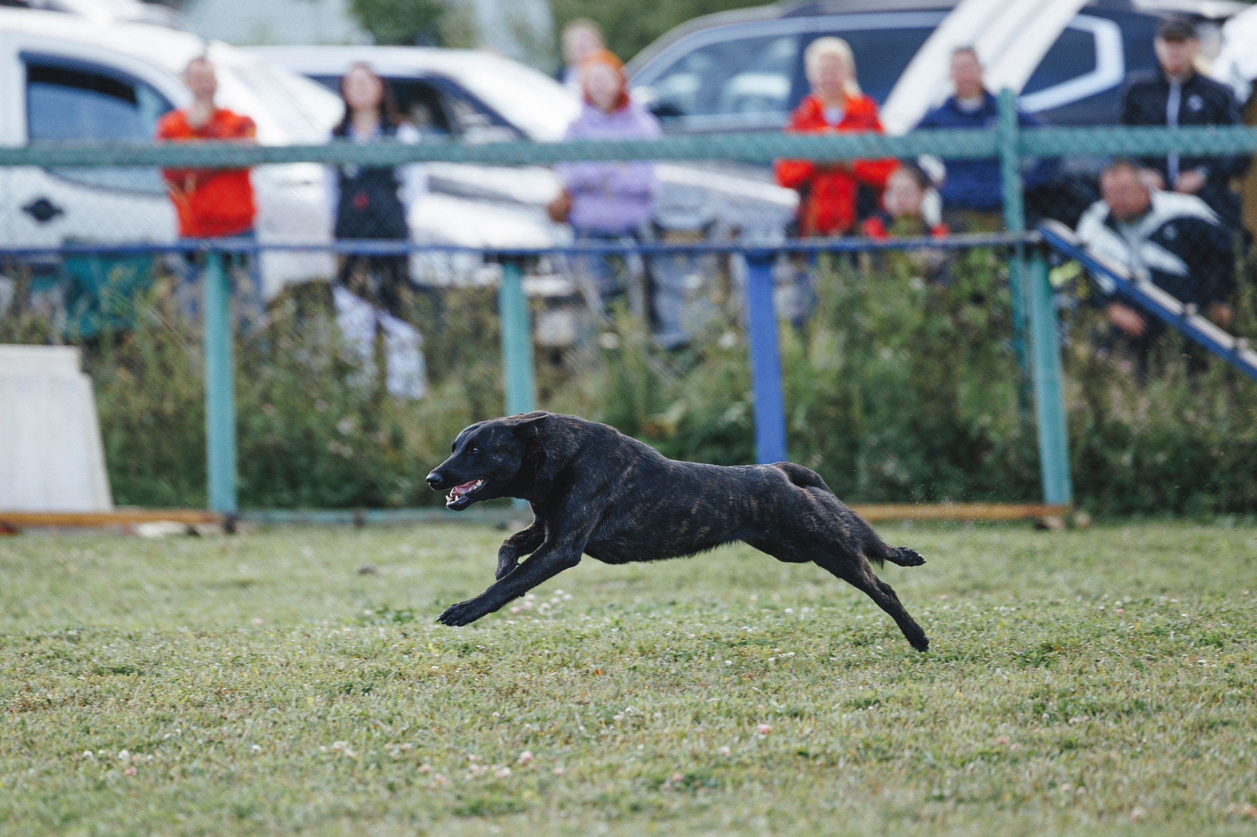 08.08.25-10.08.25 ЧР по мондьорингу г. Вологда. Фотограф-анималист Анна Маринич