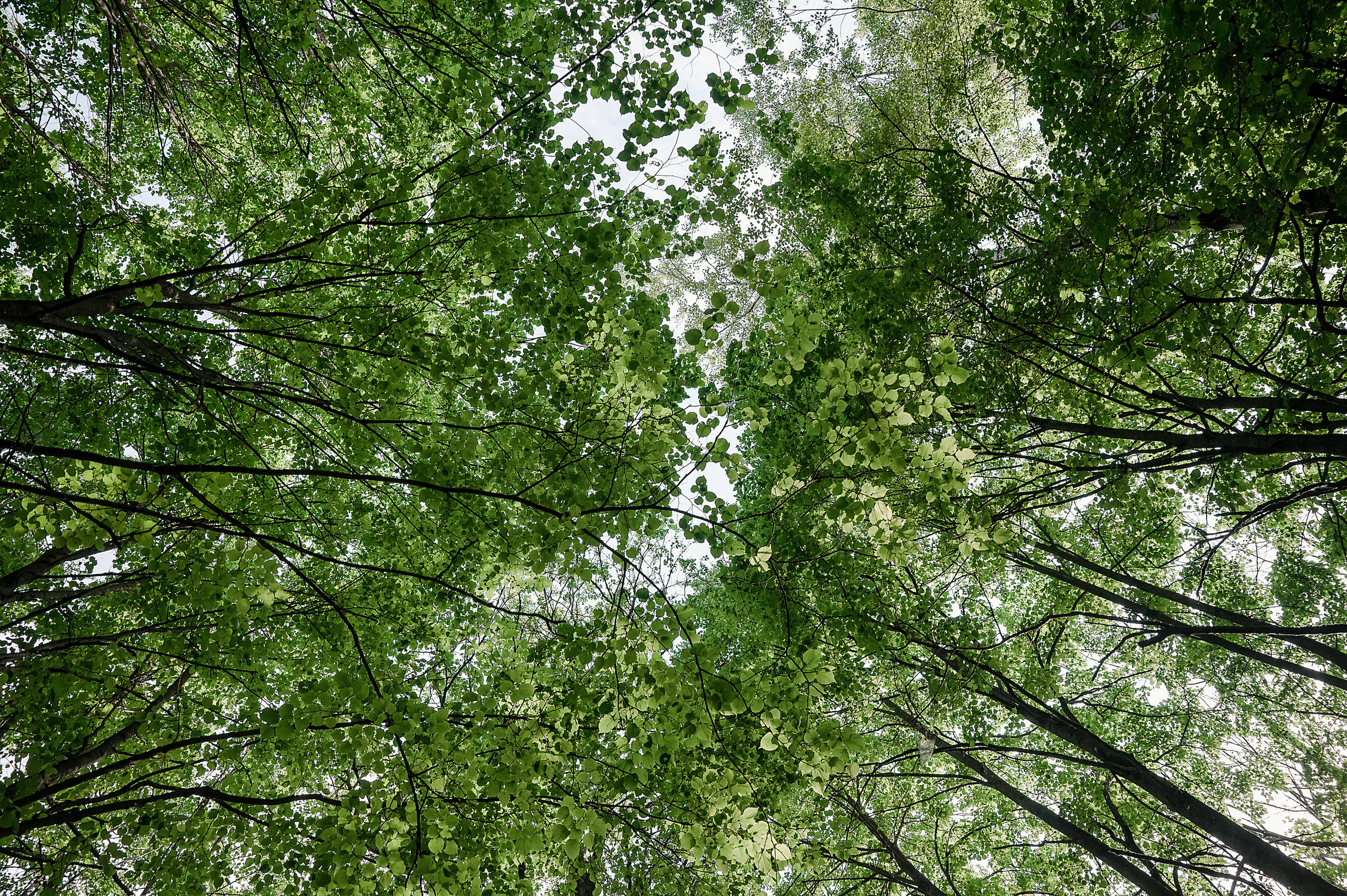 Свадьба Даши и Максима. Семейный и свадебный фотограф в Туле Москве