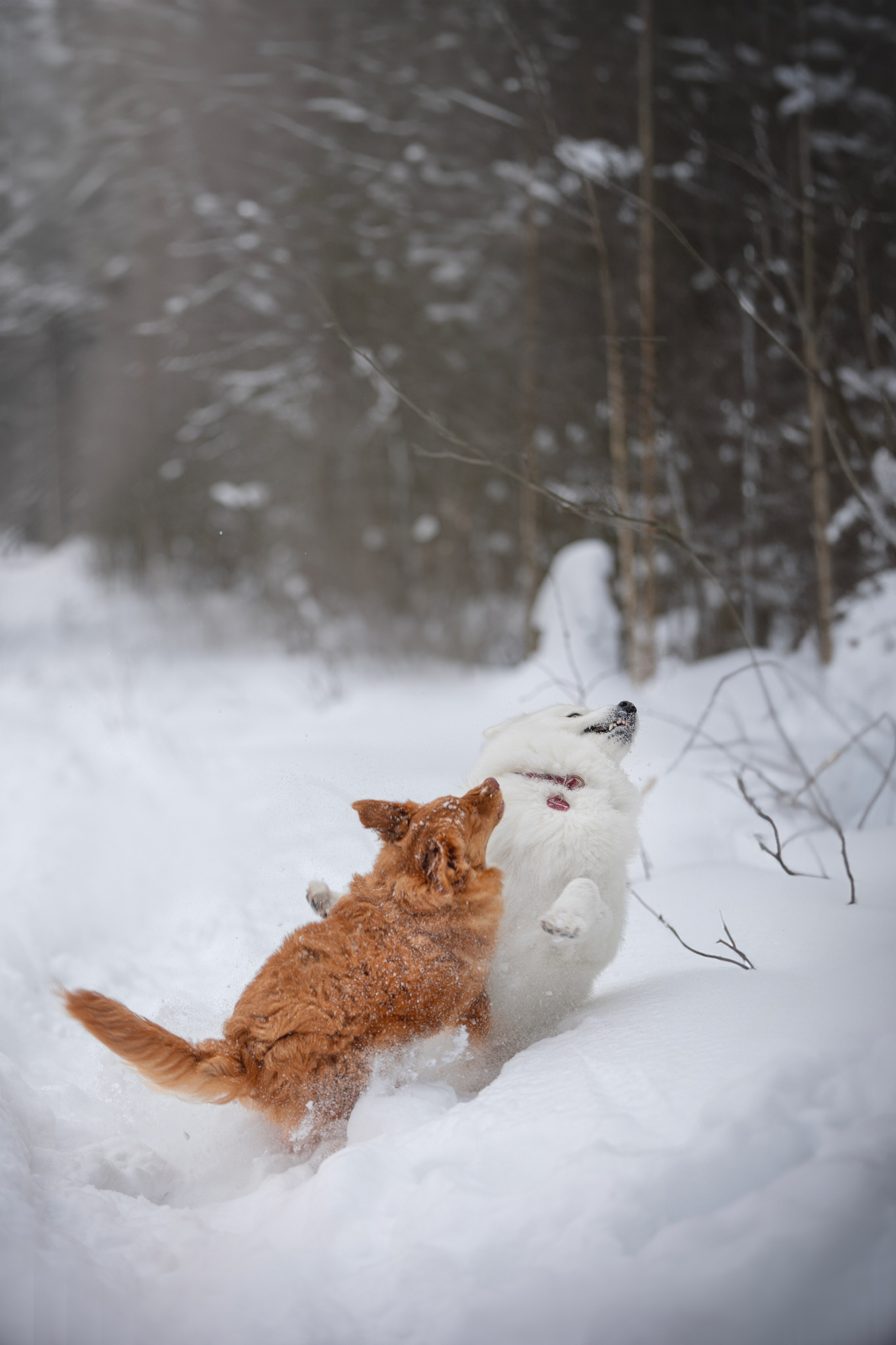 Руби, Николь, Кирилл и Мила. Фотограф анималист в Москве Майорова Евгения