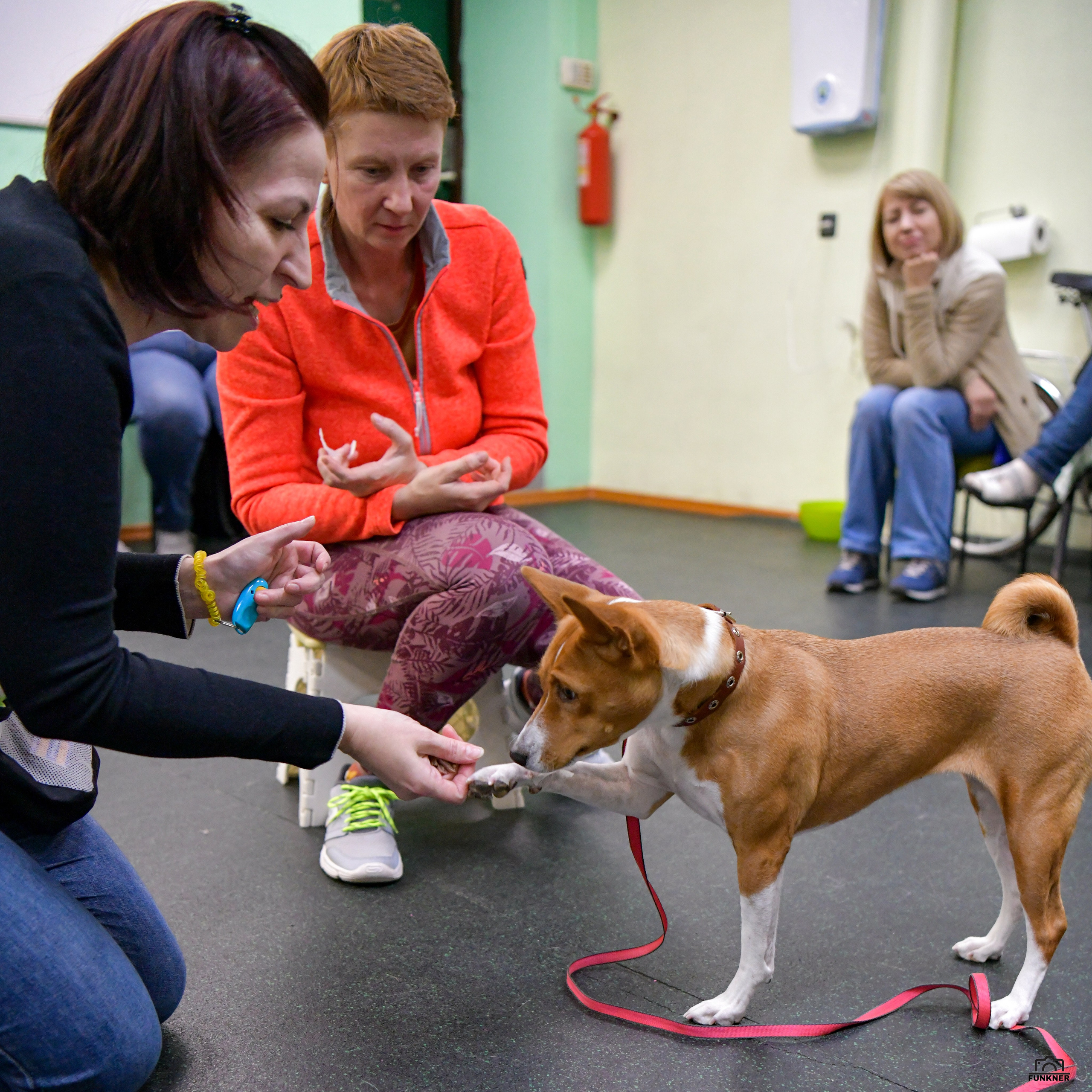 Кинологический клуб «Бодрый хвост». Свой взгляд через объектив