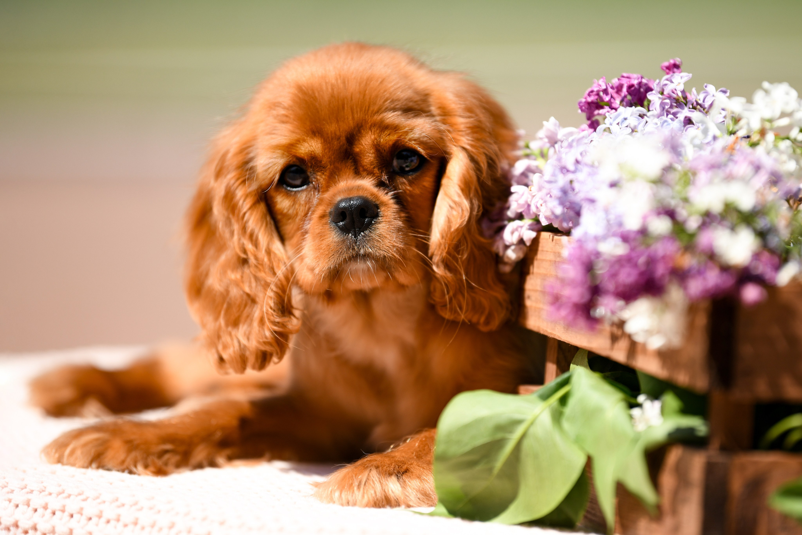 Фото щенков