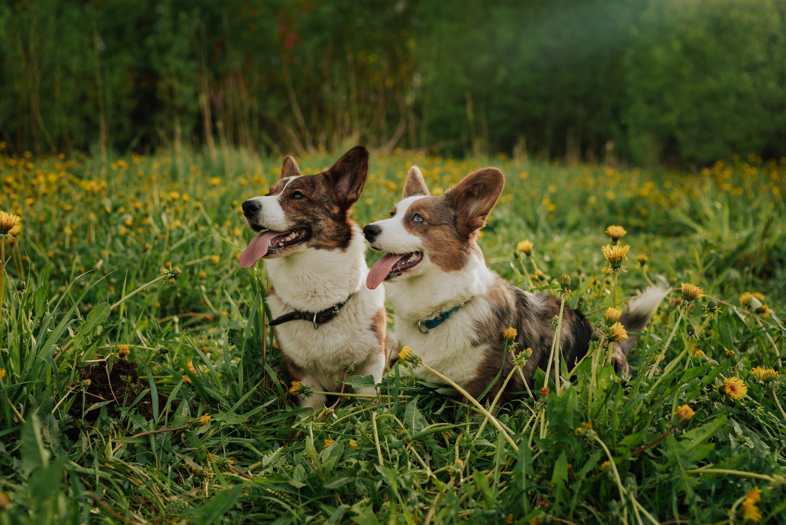 Фотограф в Санкт-Петербурге и Ленинградской области