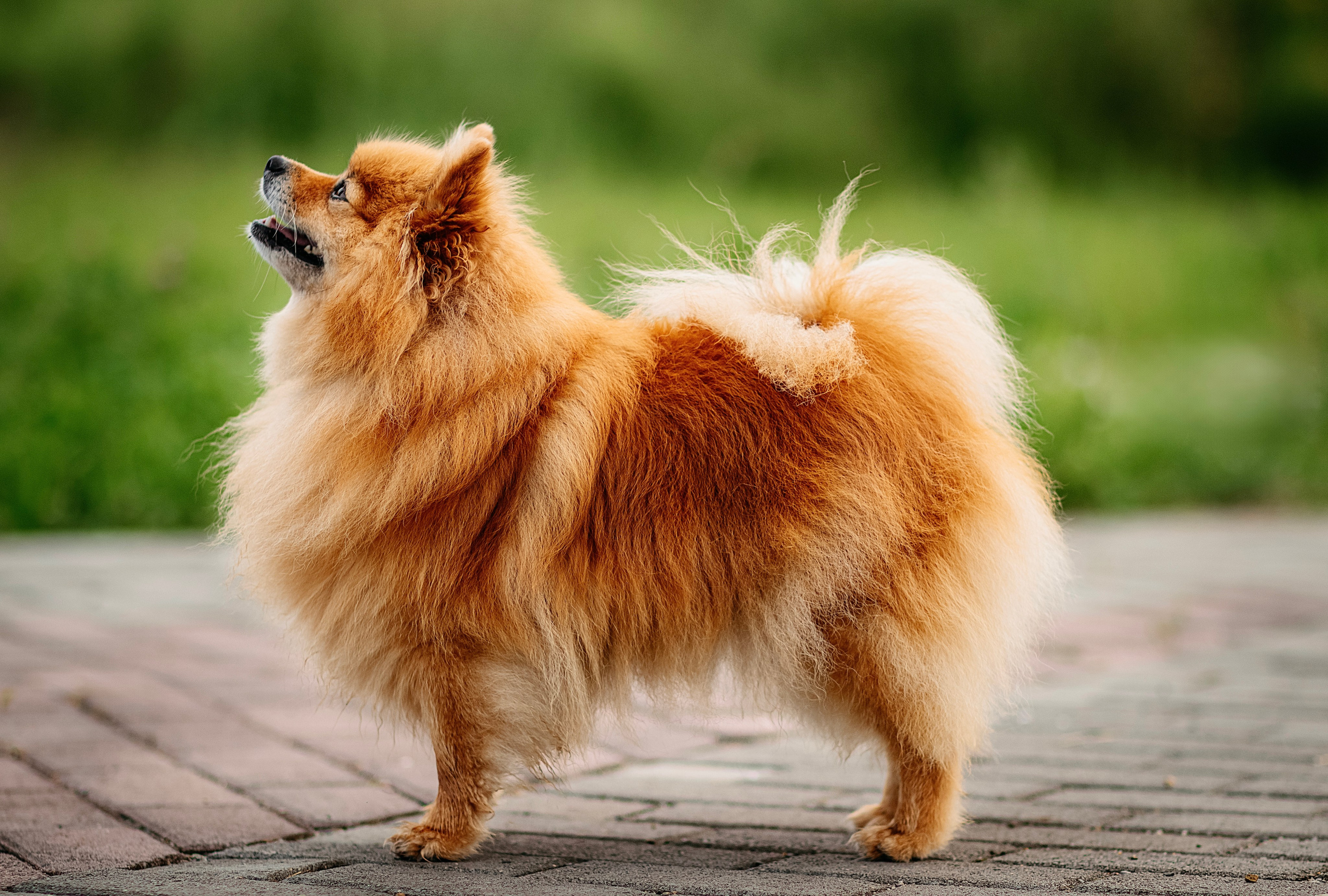 Джулия. Фотограф в Арсеньеве