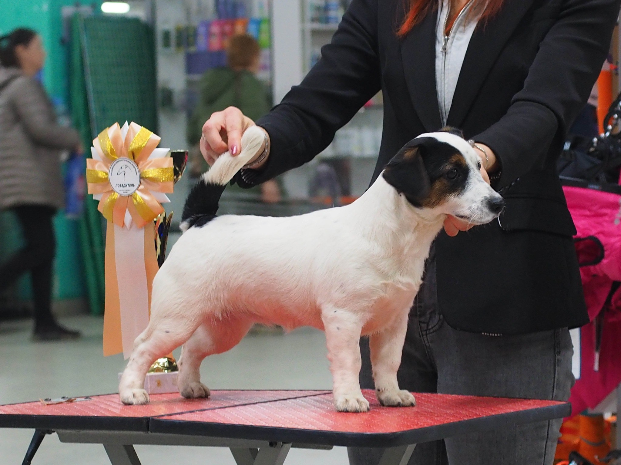 Гладкошерстная. Триколор. Джек рассел терьер. КАНЕ МАЭСТРО ОЛИВА. КАНЕ МАЭСТРО — питомник Джек рассел терьеров