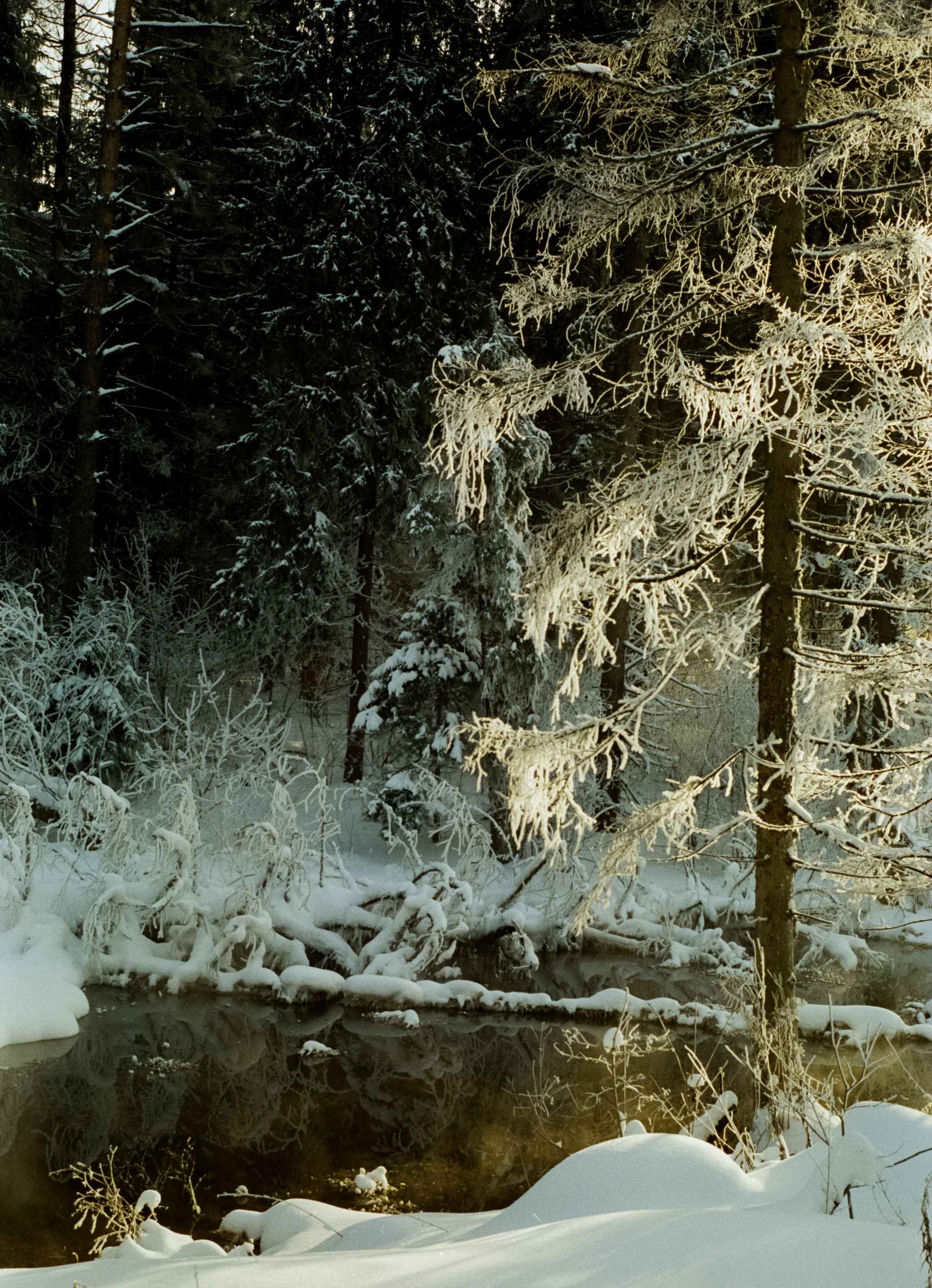 Pentax MZ-3 (1) объектив Schneider-Kreuznach Retina-Xenon 50 mm f/1.9 D