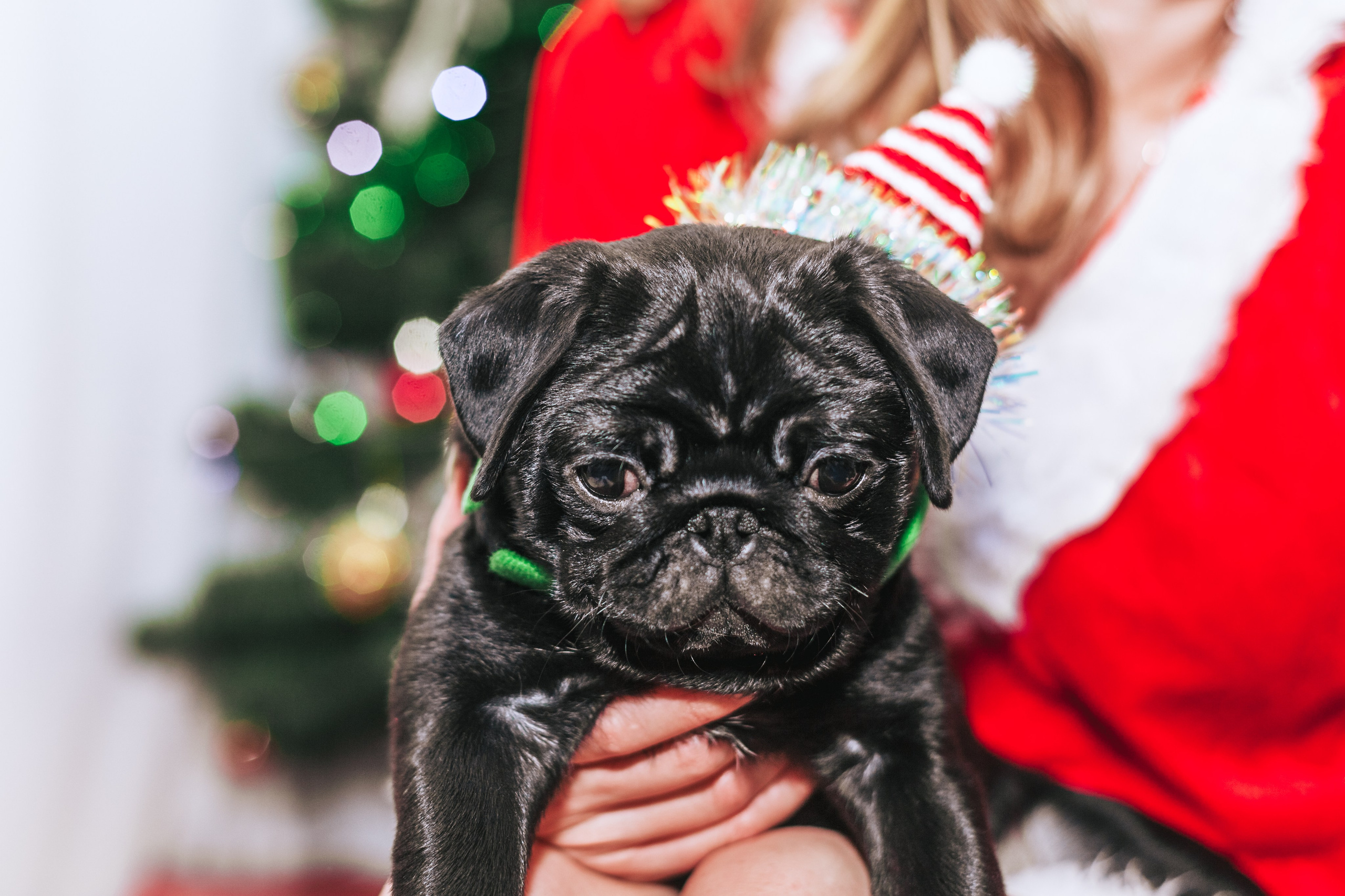 Домашняя фотосессия Оли и двух ее мопсов. Фотограф-анималист Татьяна Степанова