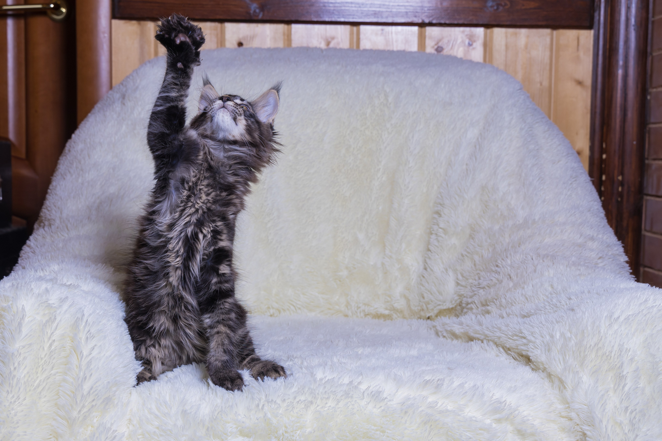 Котики. Photomantis