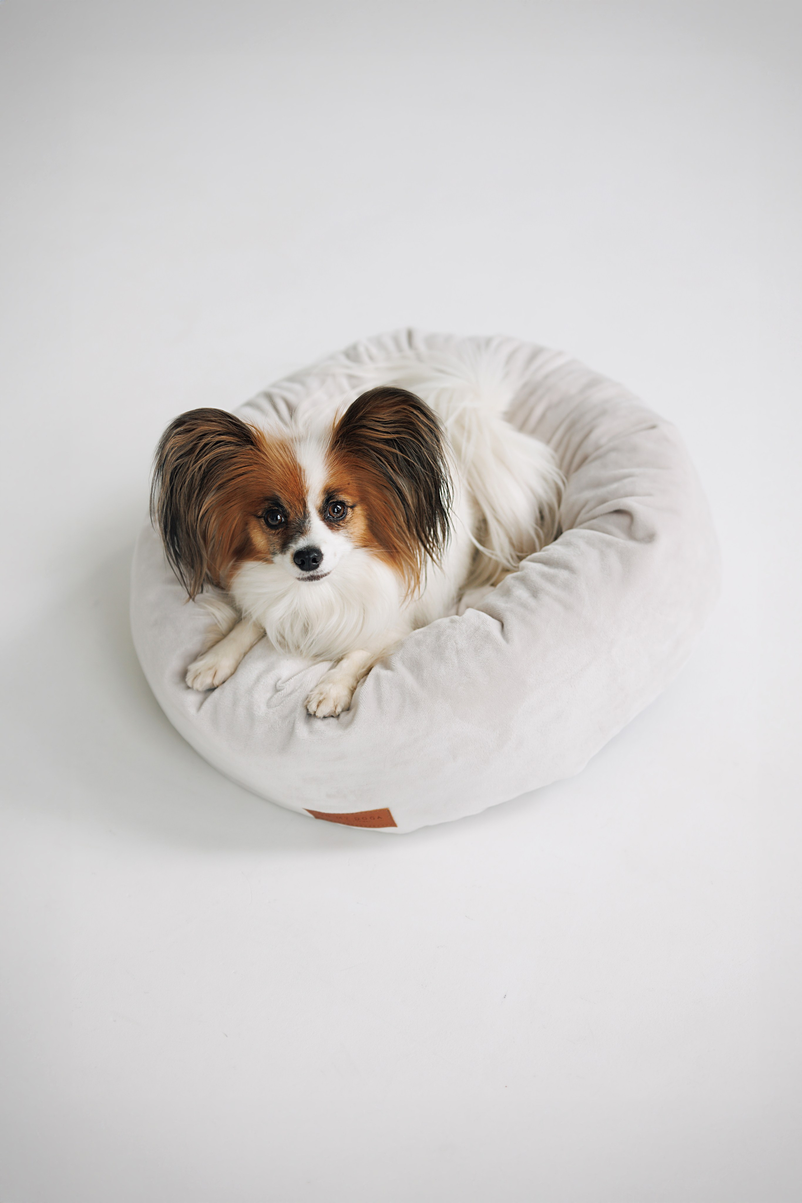 OH MY DOGA. Фотограф анималист Кристина Карпова, Москва