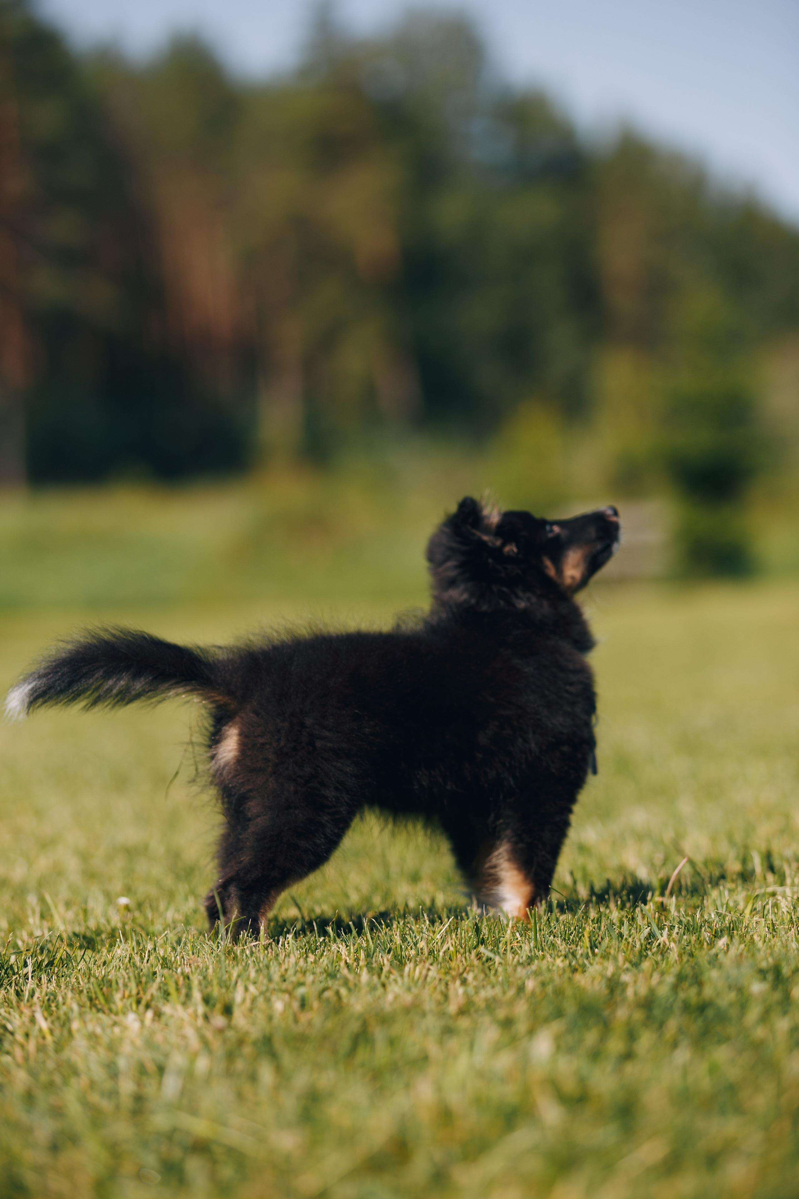 Кинологический лагерь в Горыныче. Фотограф анималист Кристина Карпова, Москва