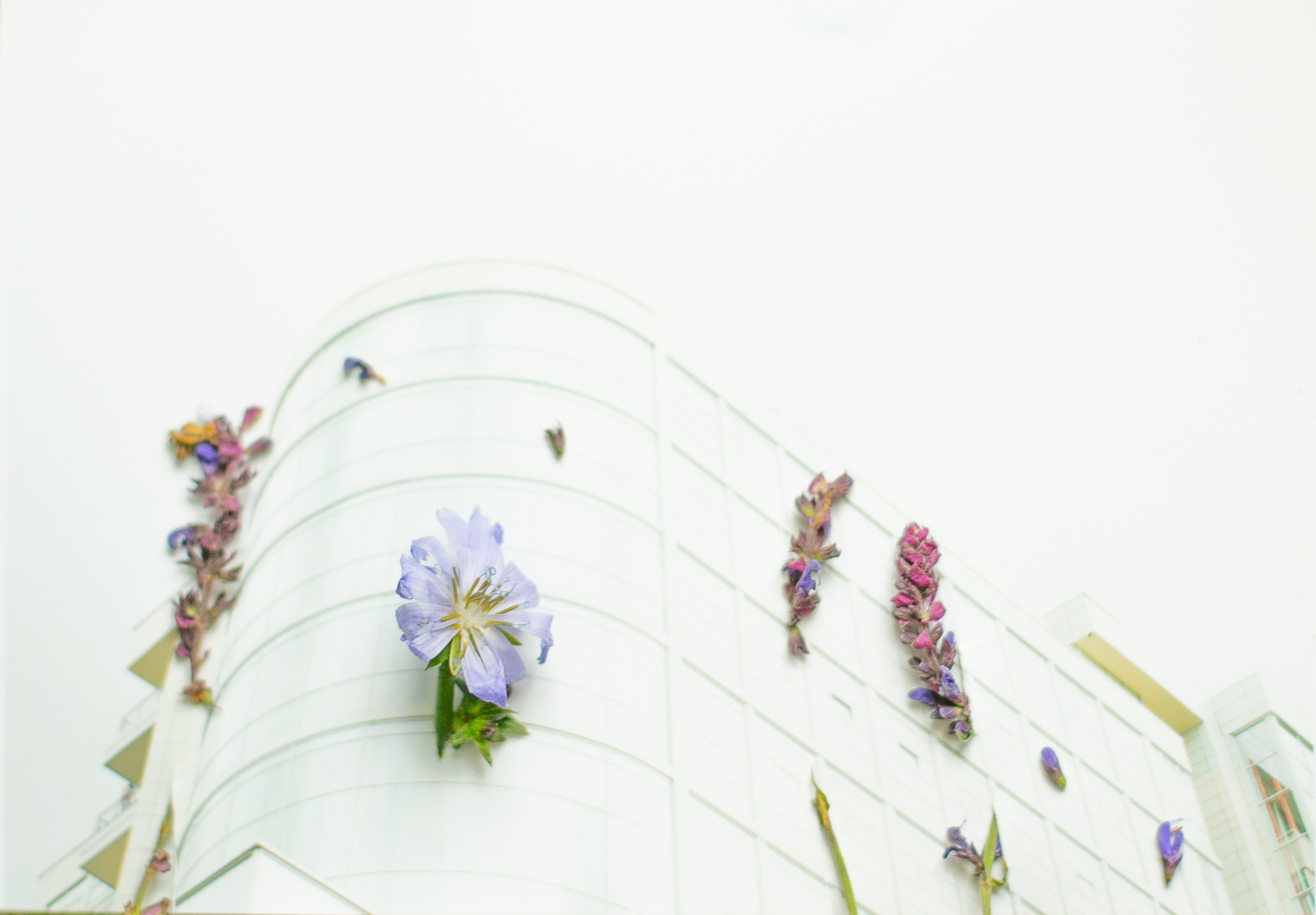 Симбиоз. Mixed-media Artist Irina Sokolova