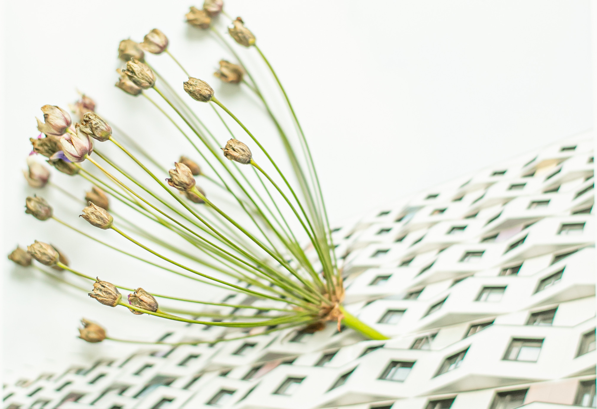 Симбиоз. Mixed-media Artist Irina Sokolova