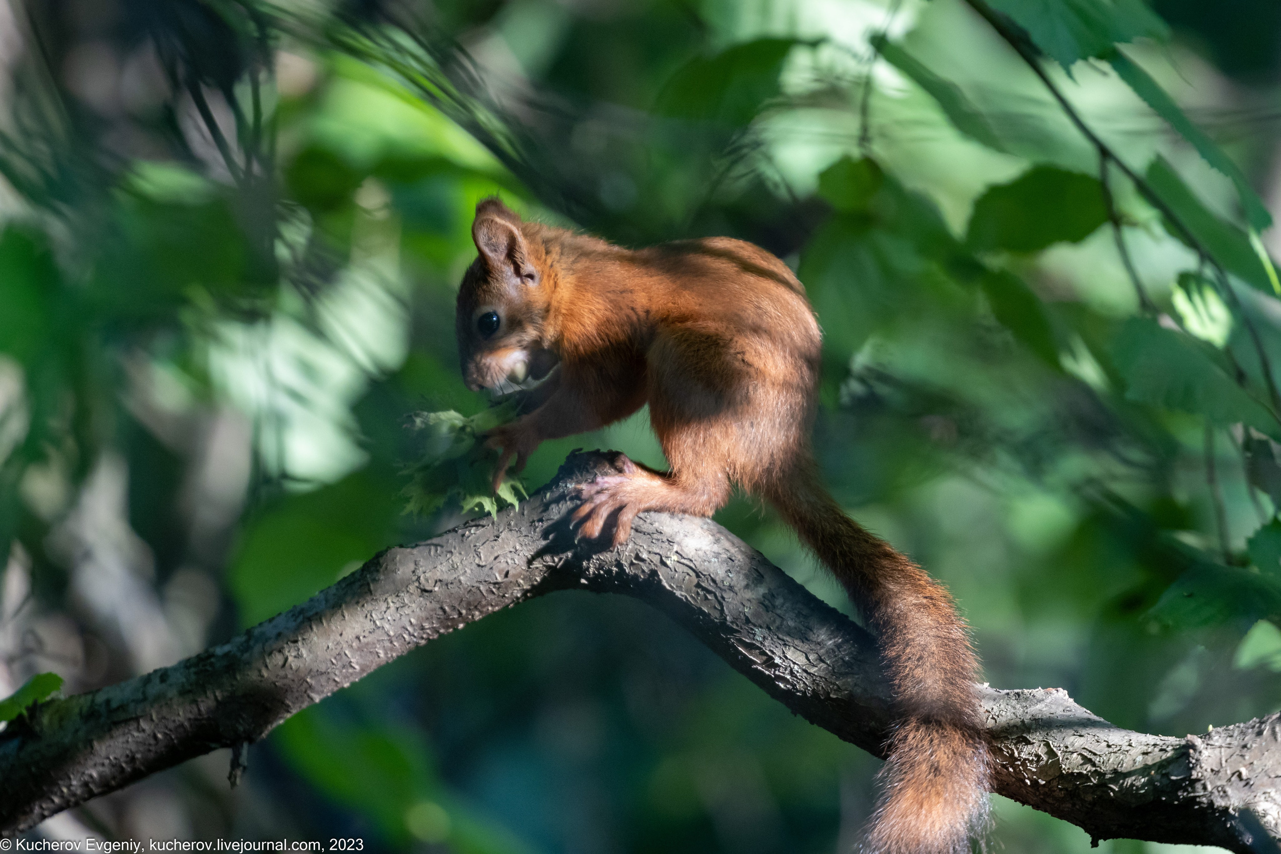 Животные. Кучеров Евгений. Фотограф