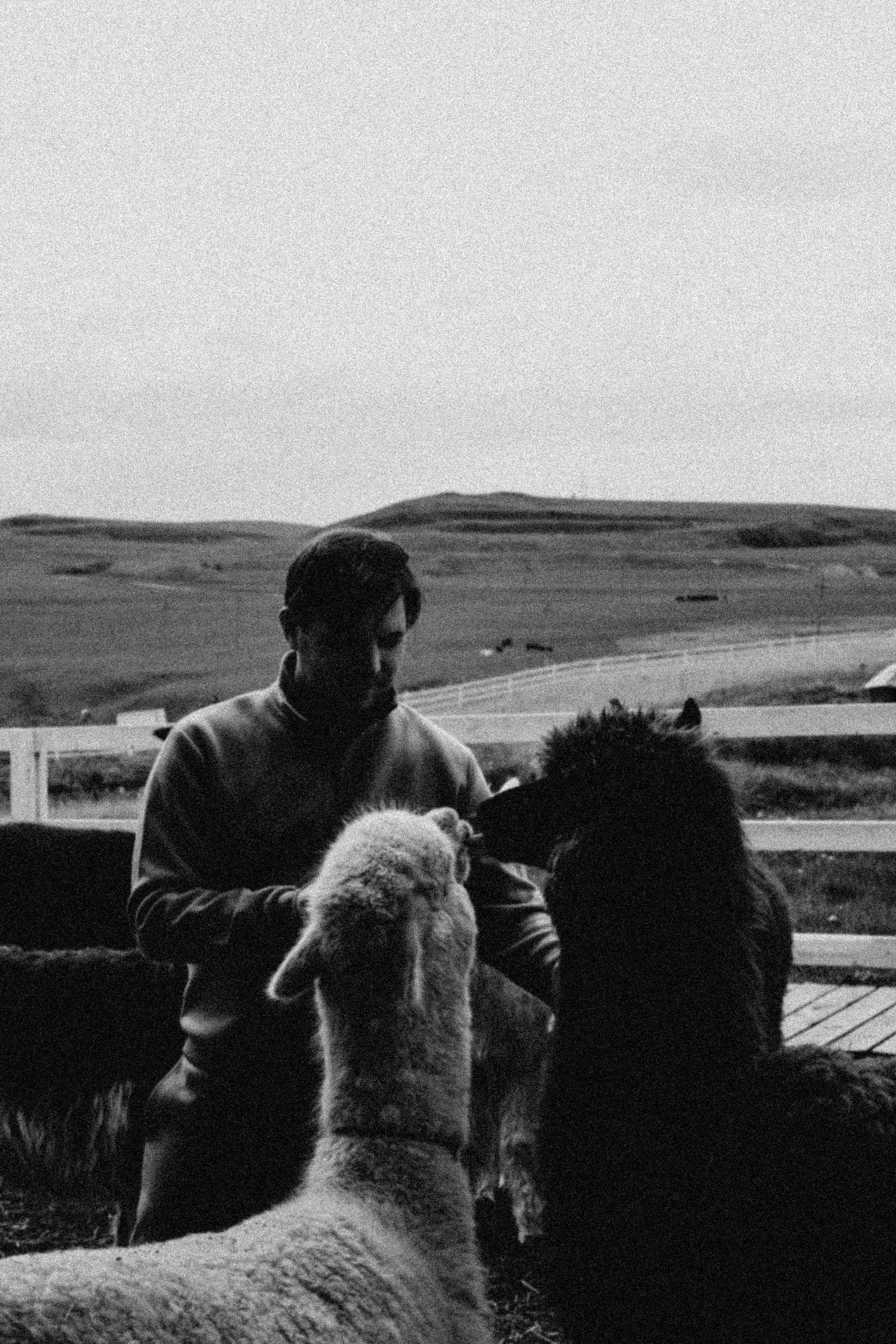 Ферма Альпак. Профессиональный фотограф, Санкт-Петербург — Виктория Богомолова