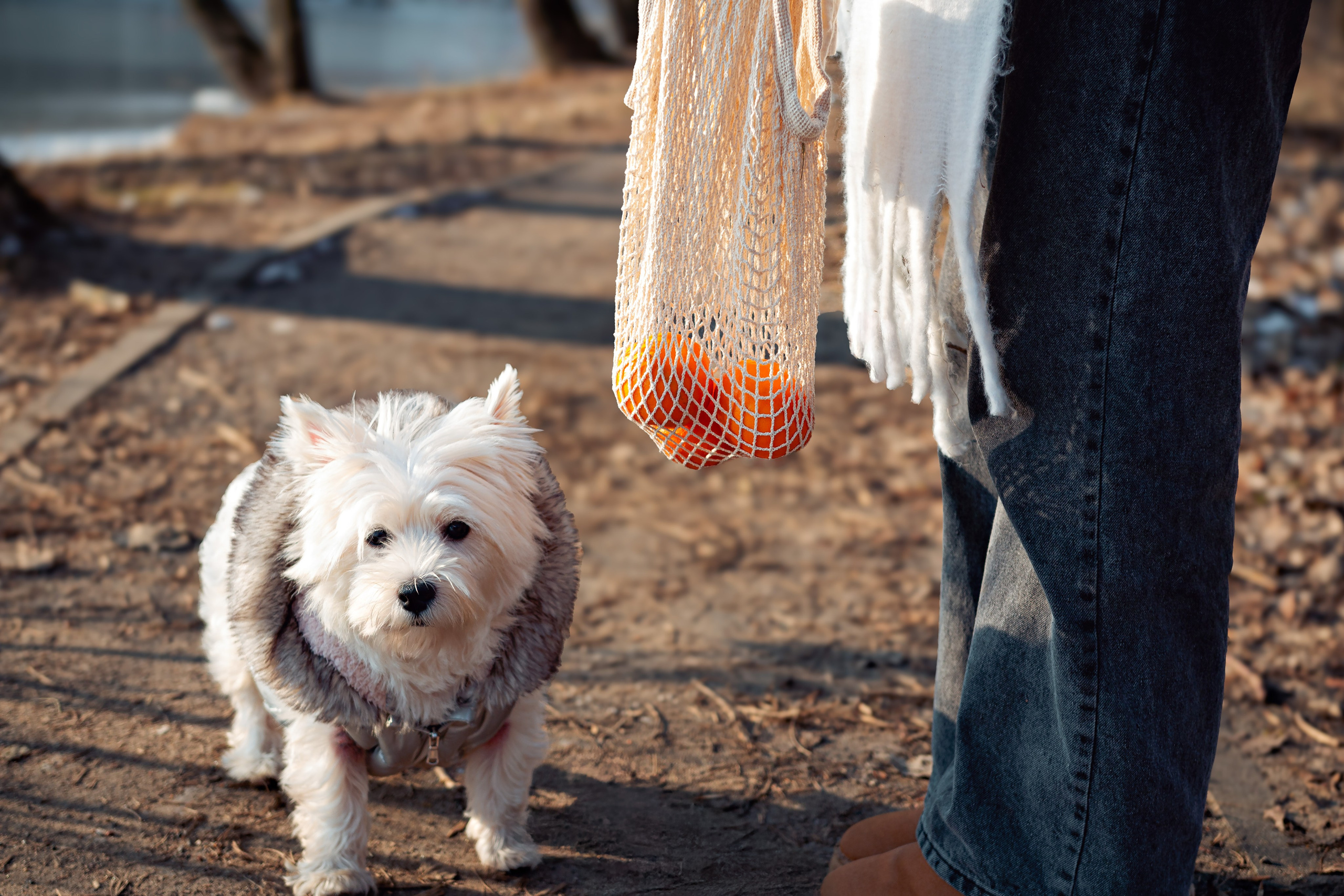 Фотосессия с щенком Минск