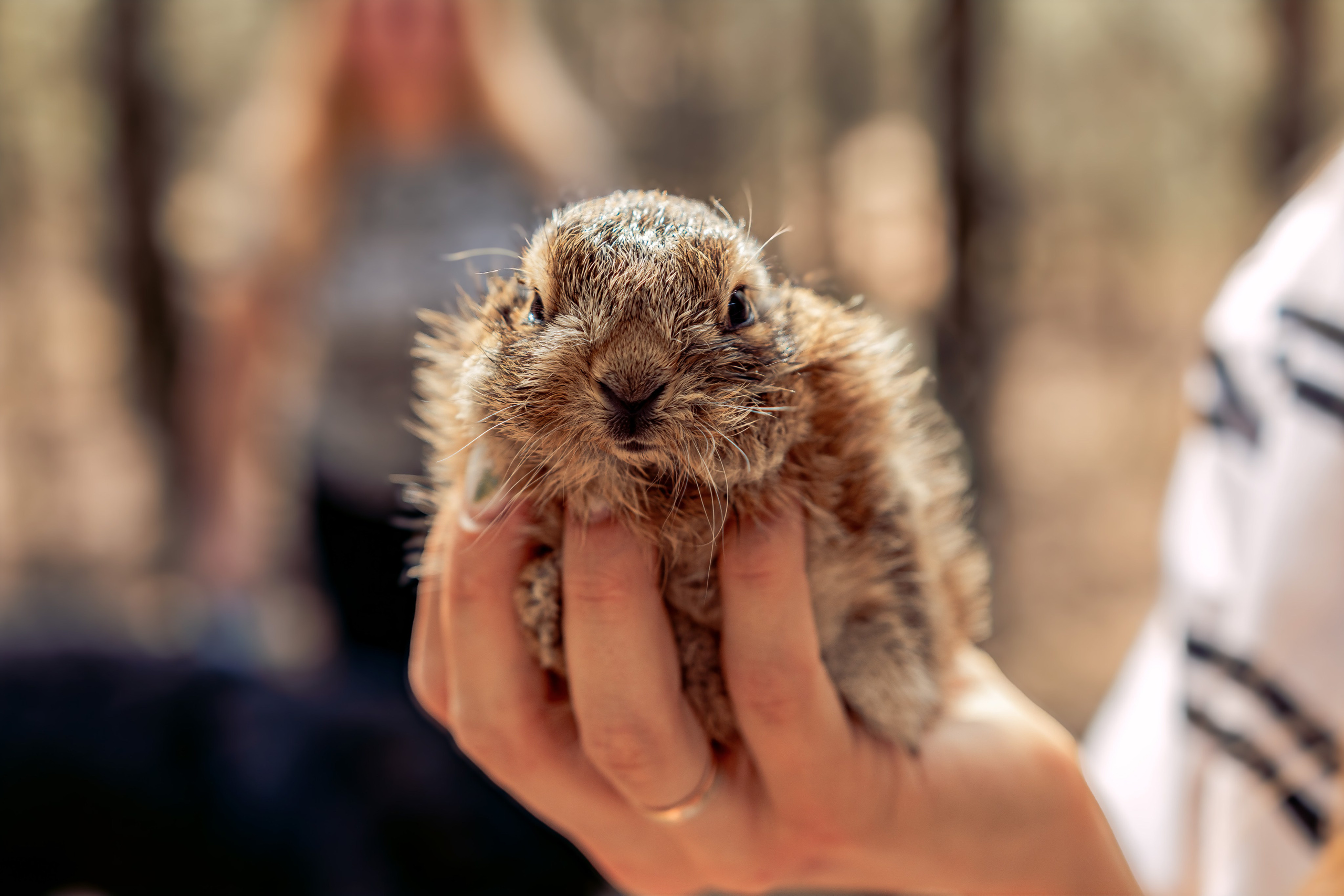 Семейная фотосессия в лесу