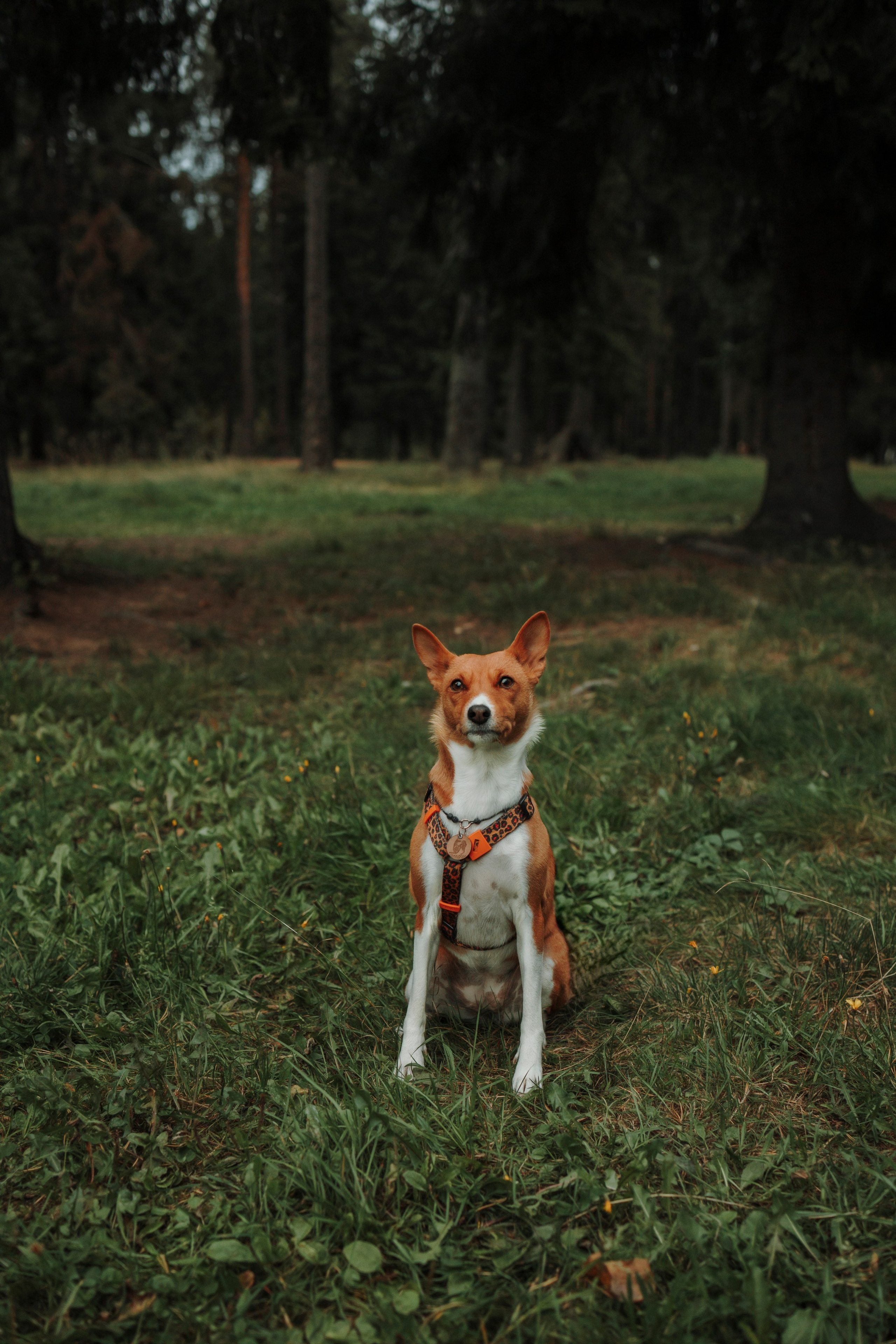 Даша и Лора. Фотограф-анималист в Санкт-Петеребурге Титова Алиса