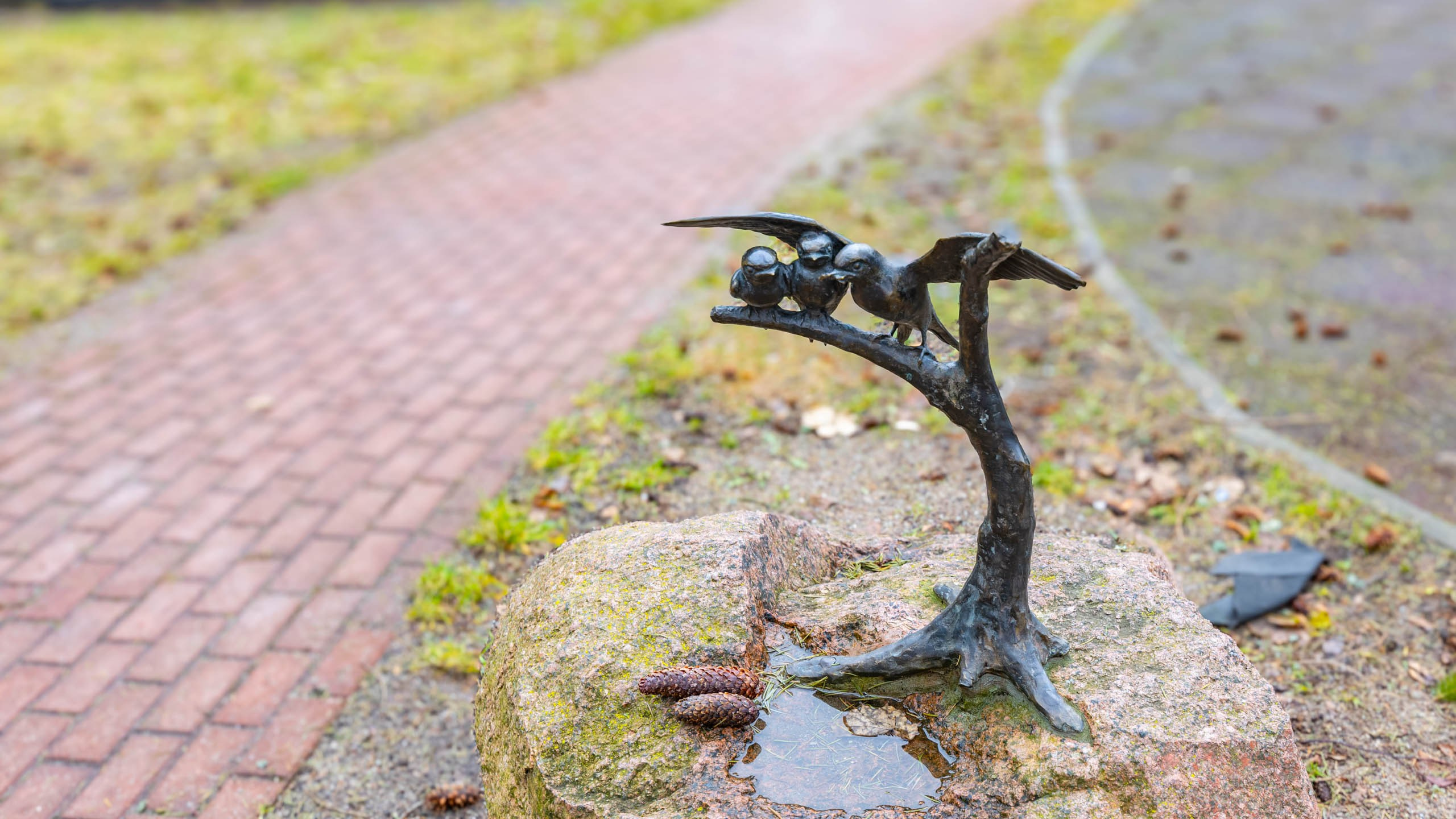 2024 01 Калининград (Светлогорск, Зеленоградск). Фотографии