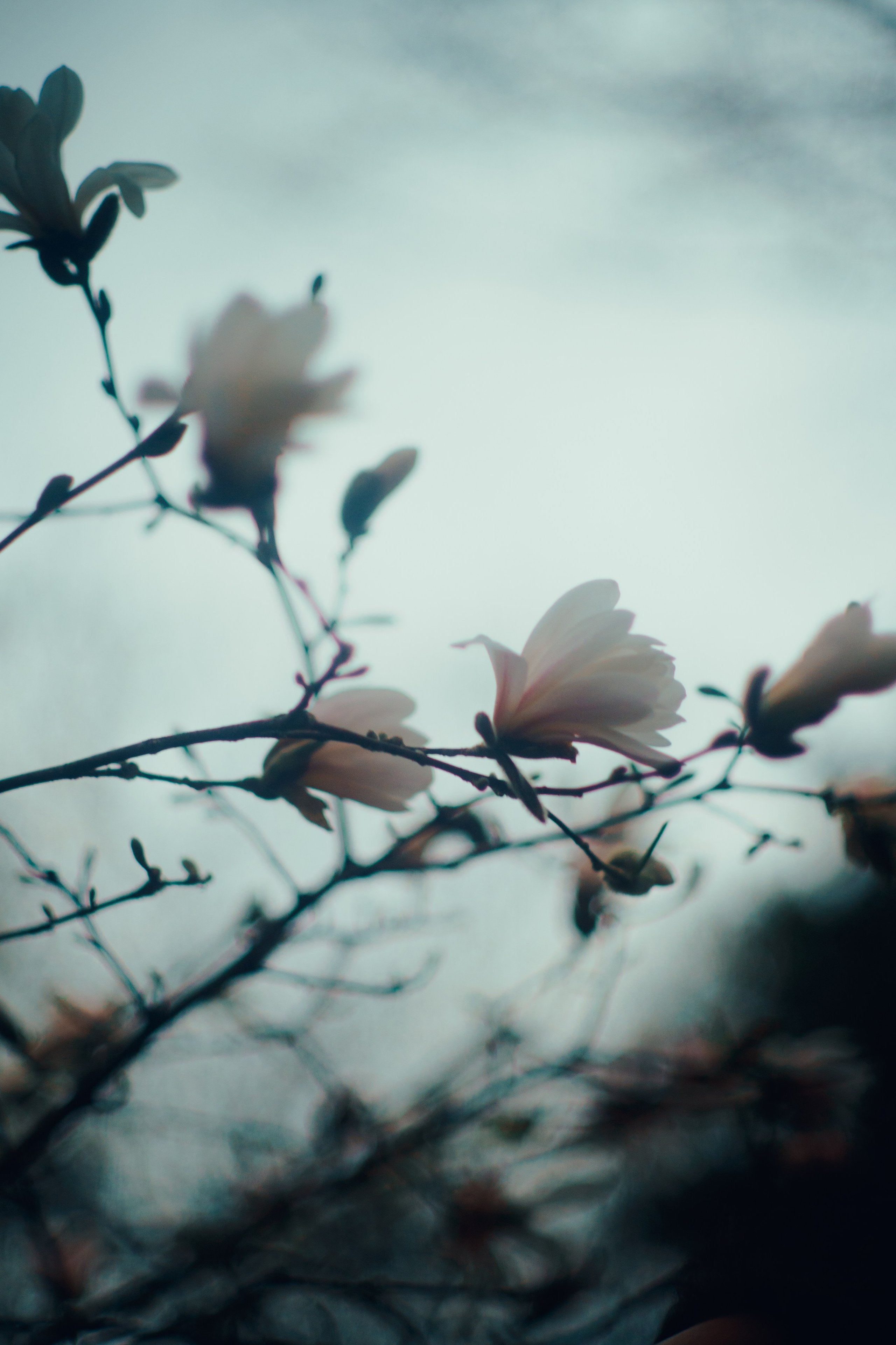 Botanical. Портретный и свадебный фотограф в Москве и Санкт-Петербурге. Учитель фотографии онлайн и оффлайн