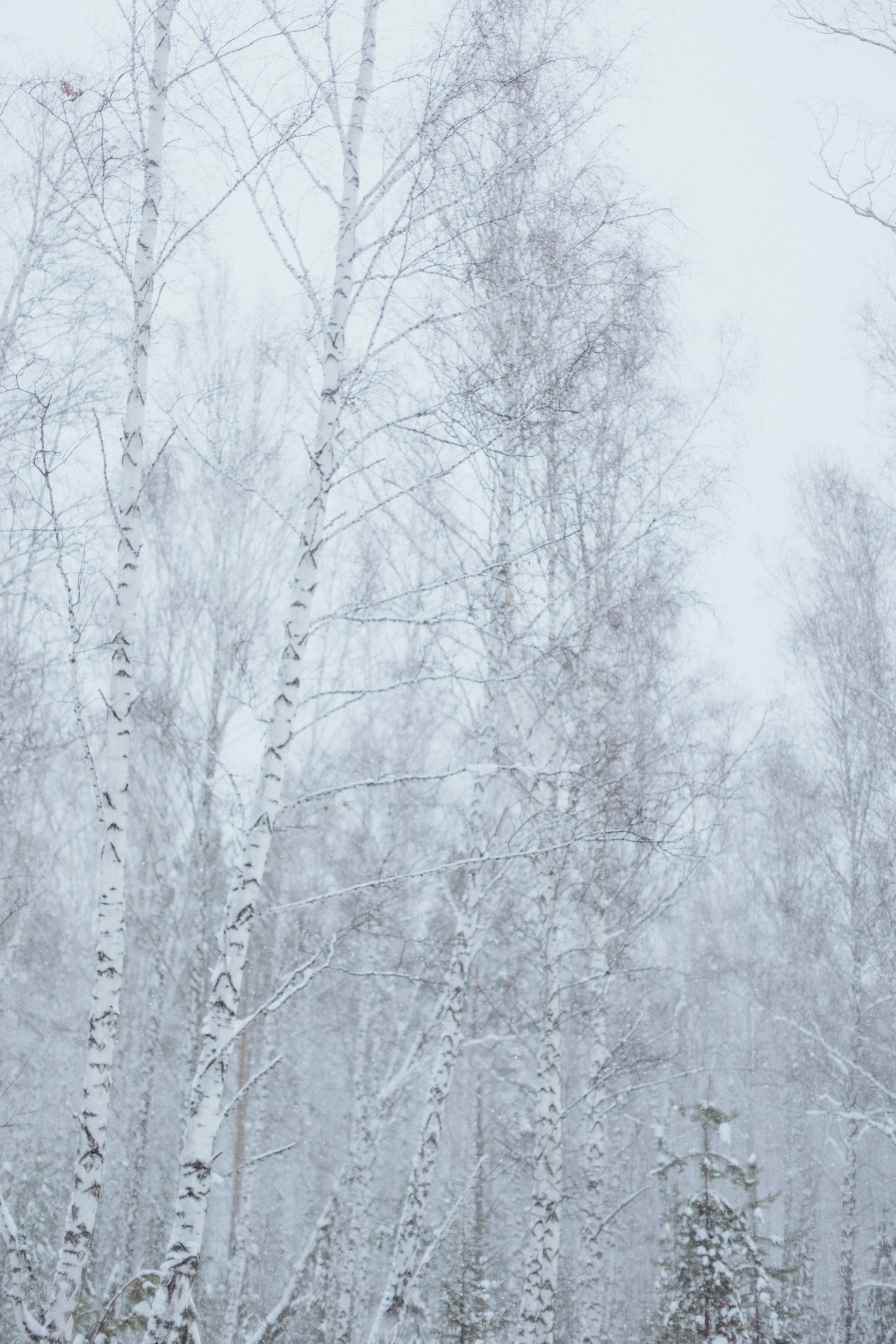 Зимняя история