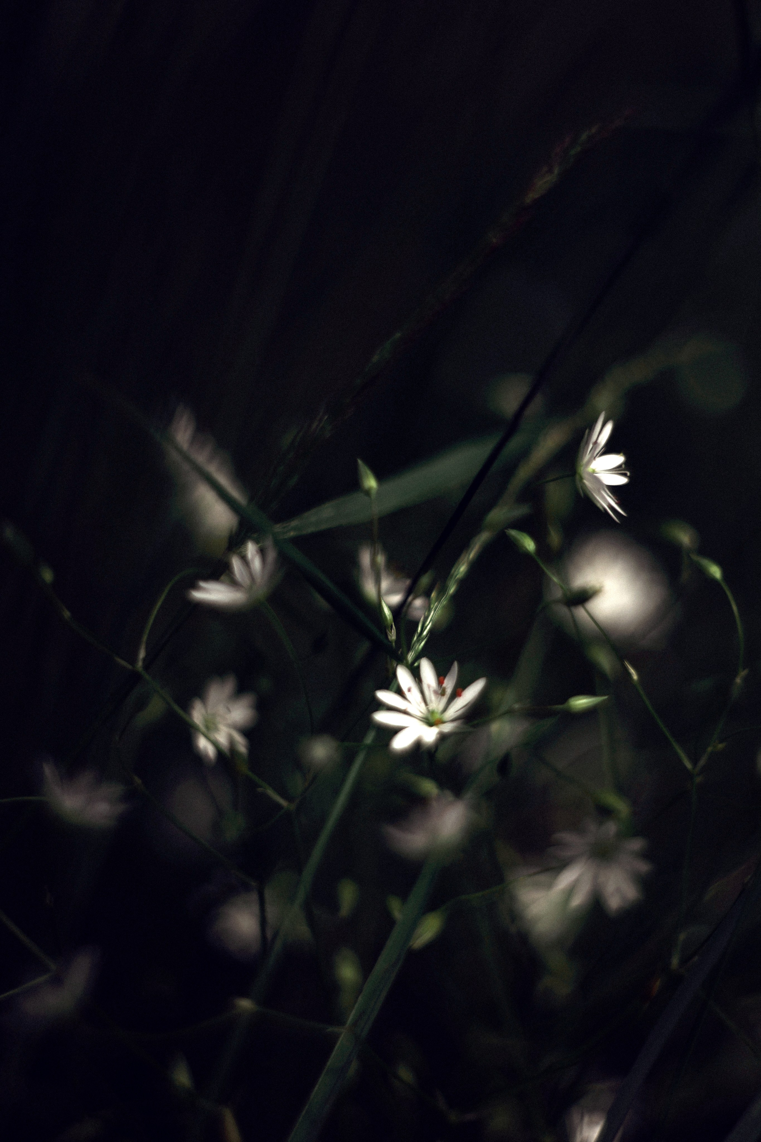 Настя Оленченко, портретный/семейный фотограф на цифру и плёнку Москва