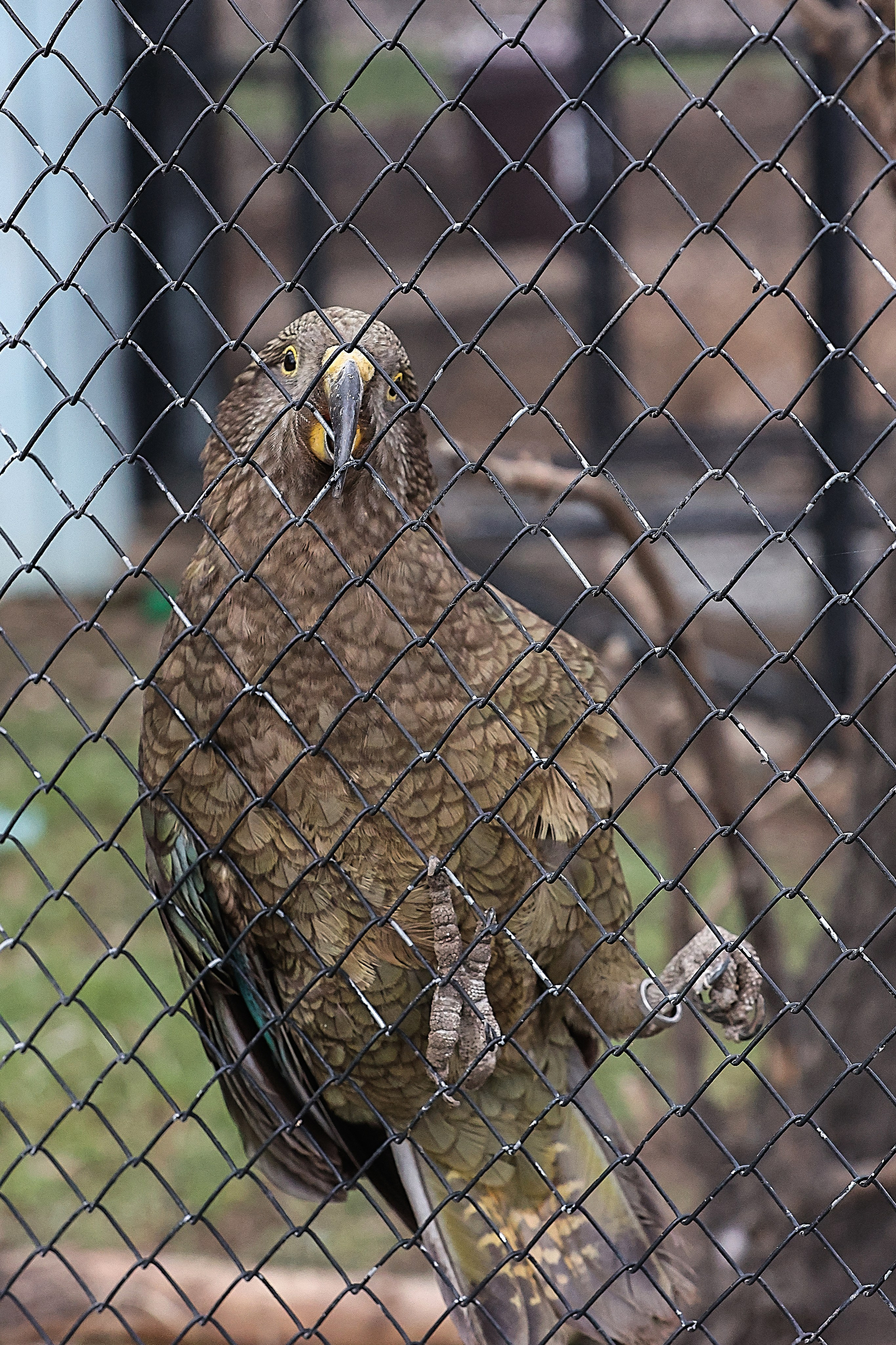 Зоопарк Малинки. Фотограф-АниМалист Анна Абрамова