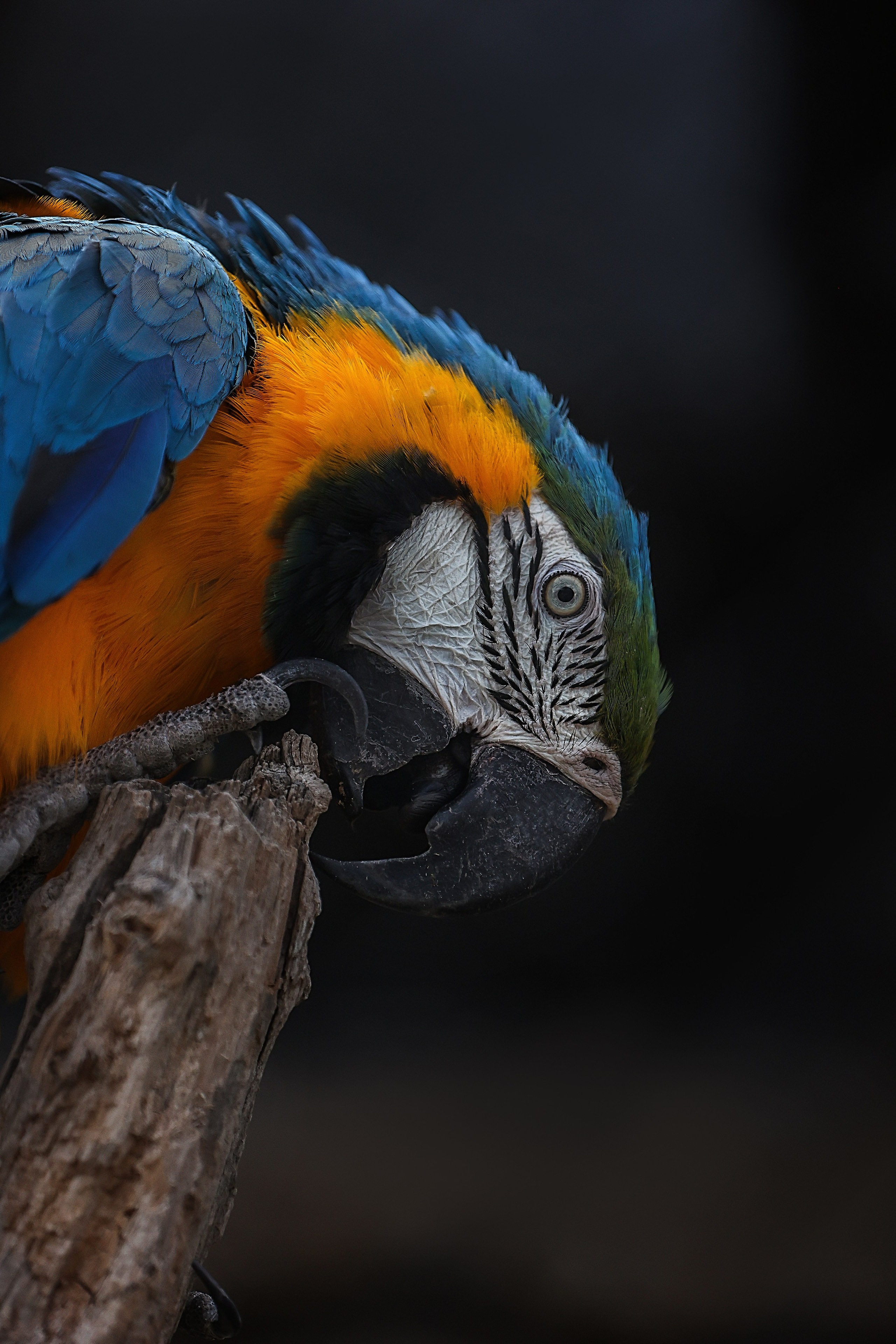 Зоопарк Малинки. Фотограф-АниМалист Анна Абрамова