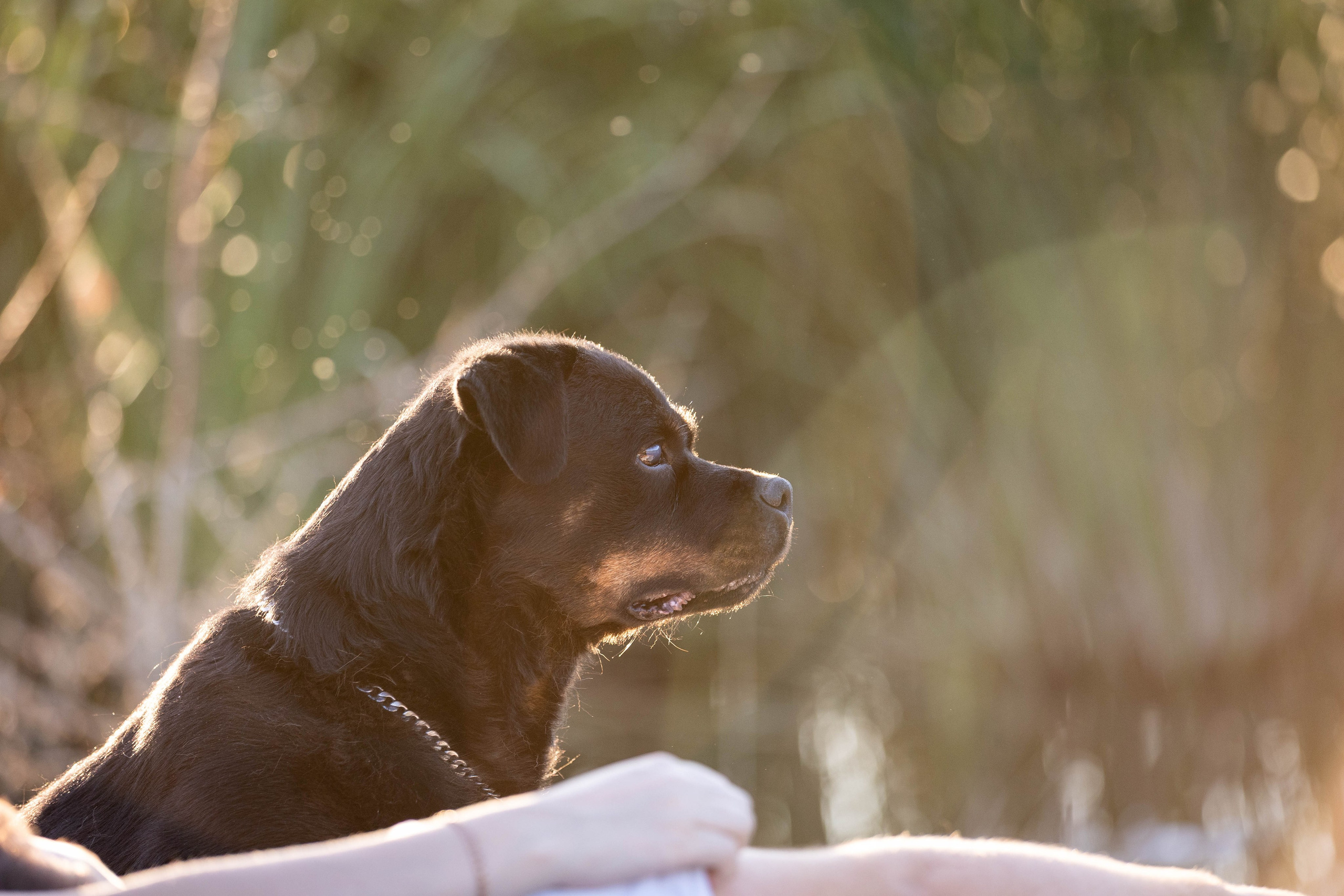 Орджиния Анастасия и Владимир. Фотограф-АниМалист Анна Абрамова