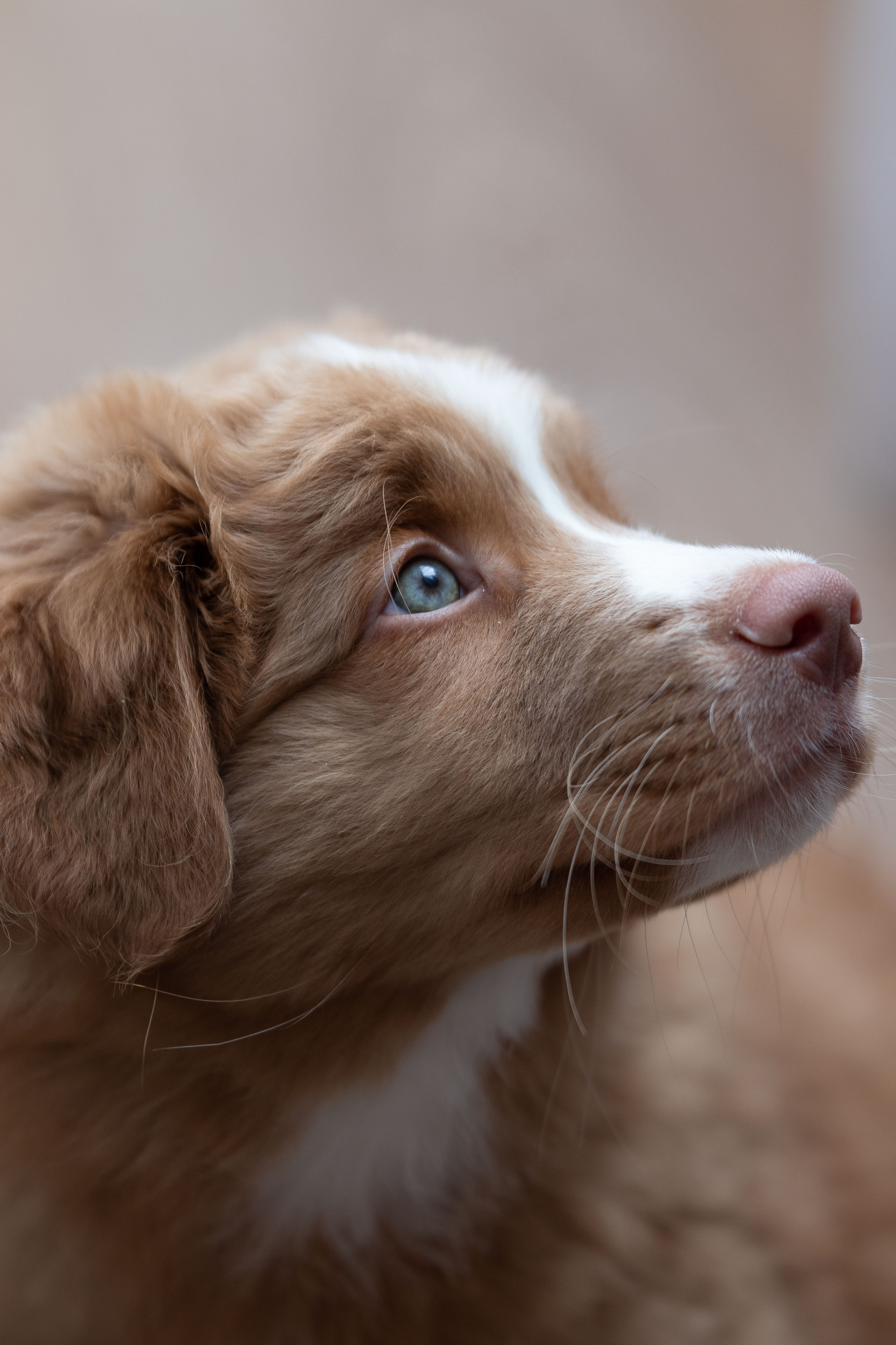 Новошотландский ретривер. Юлия Микульская. Рыбинск