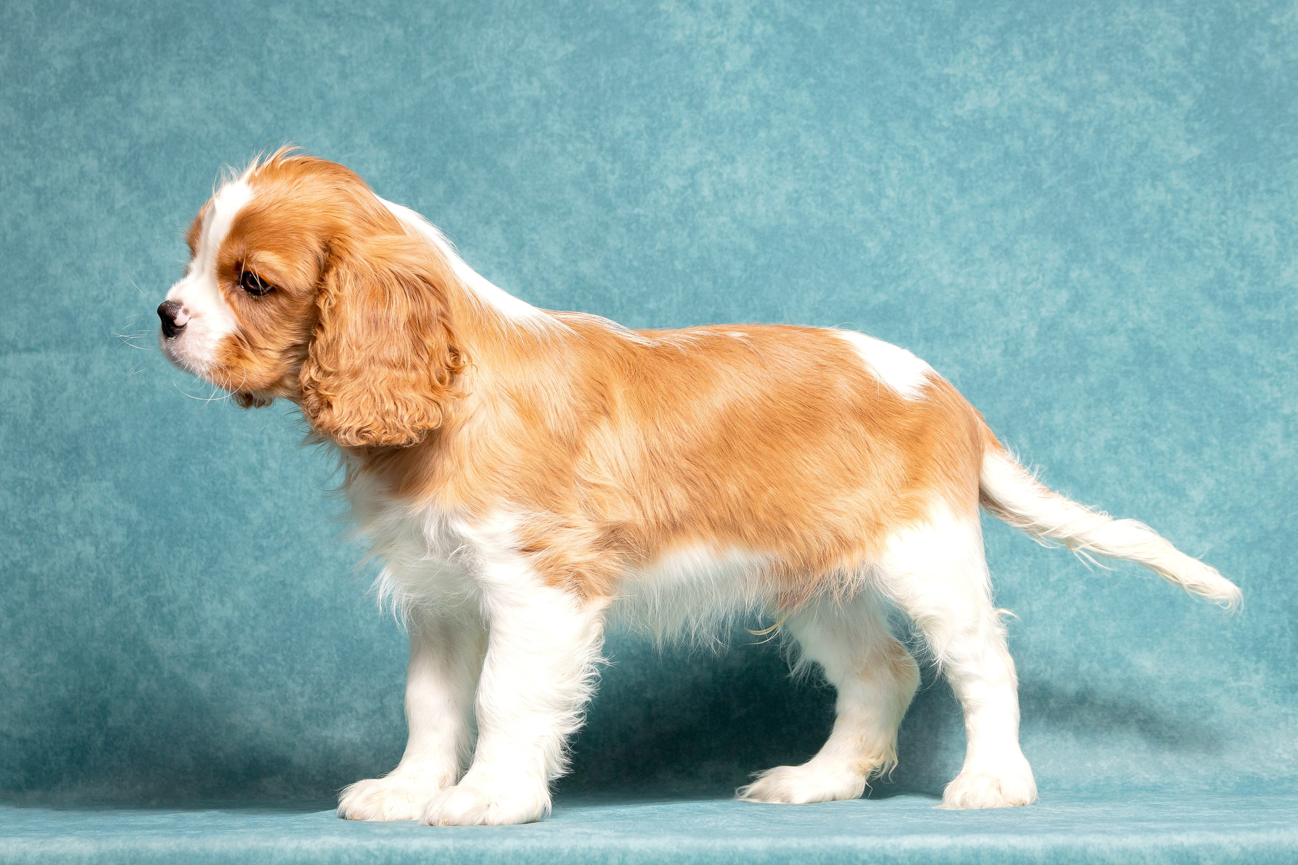 Кавалер Кинг Чарльз спаниель. Юлия Микульская. Рыбинск