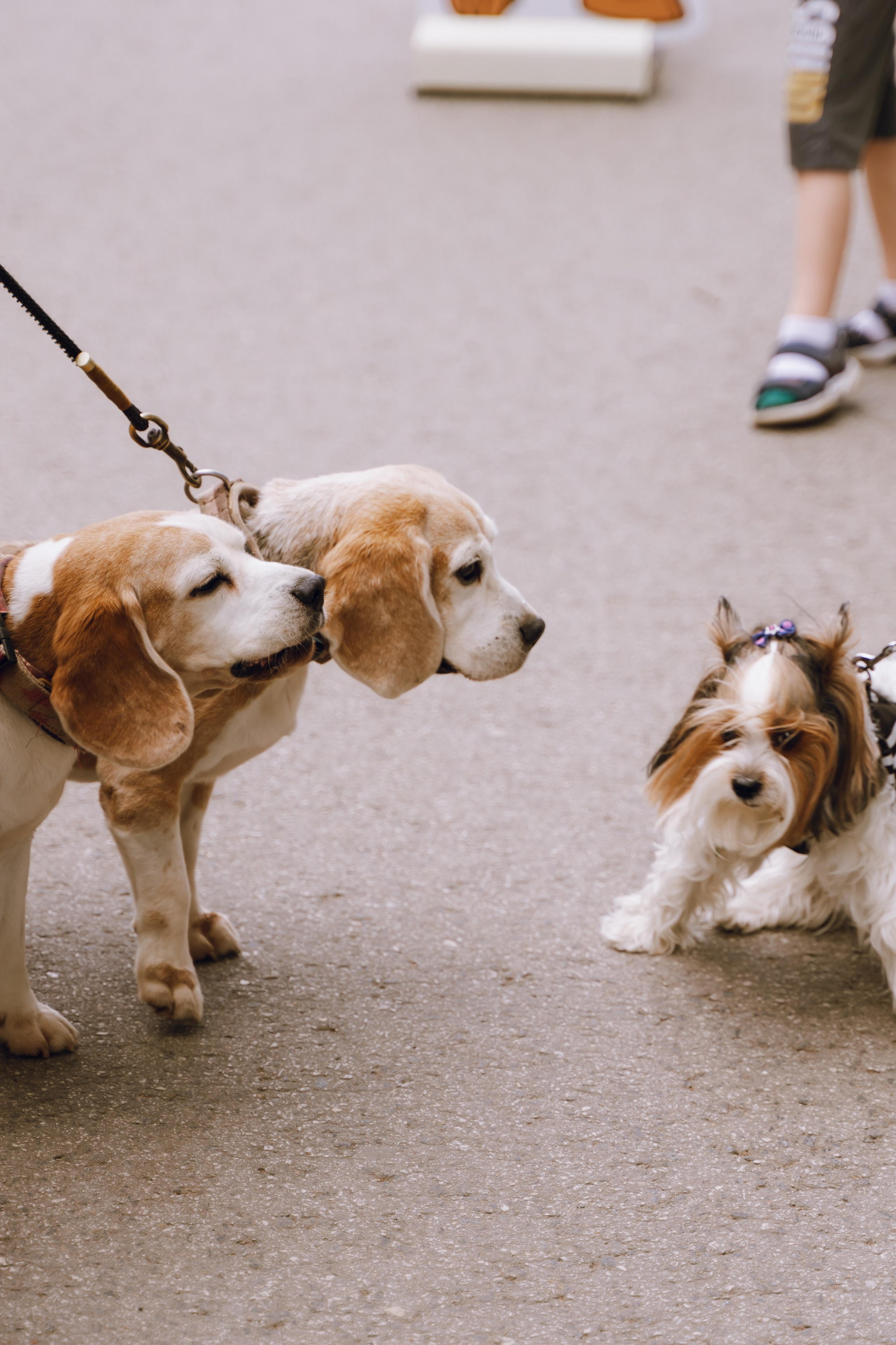 Площадка фестиваля «Мампус и его друзья» в Лесопарке 2025. Фотограф Надежда Погребняк | Рязань | Москва