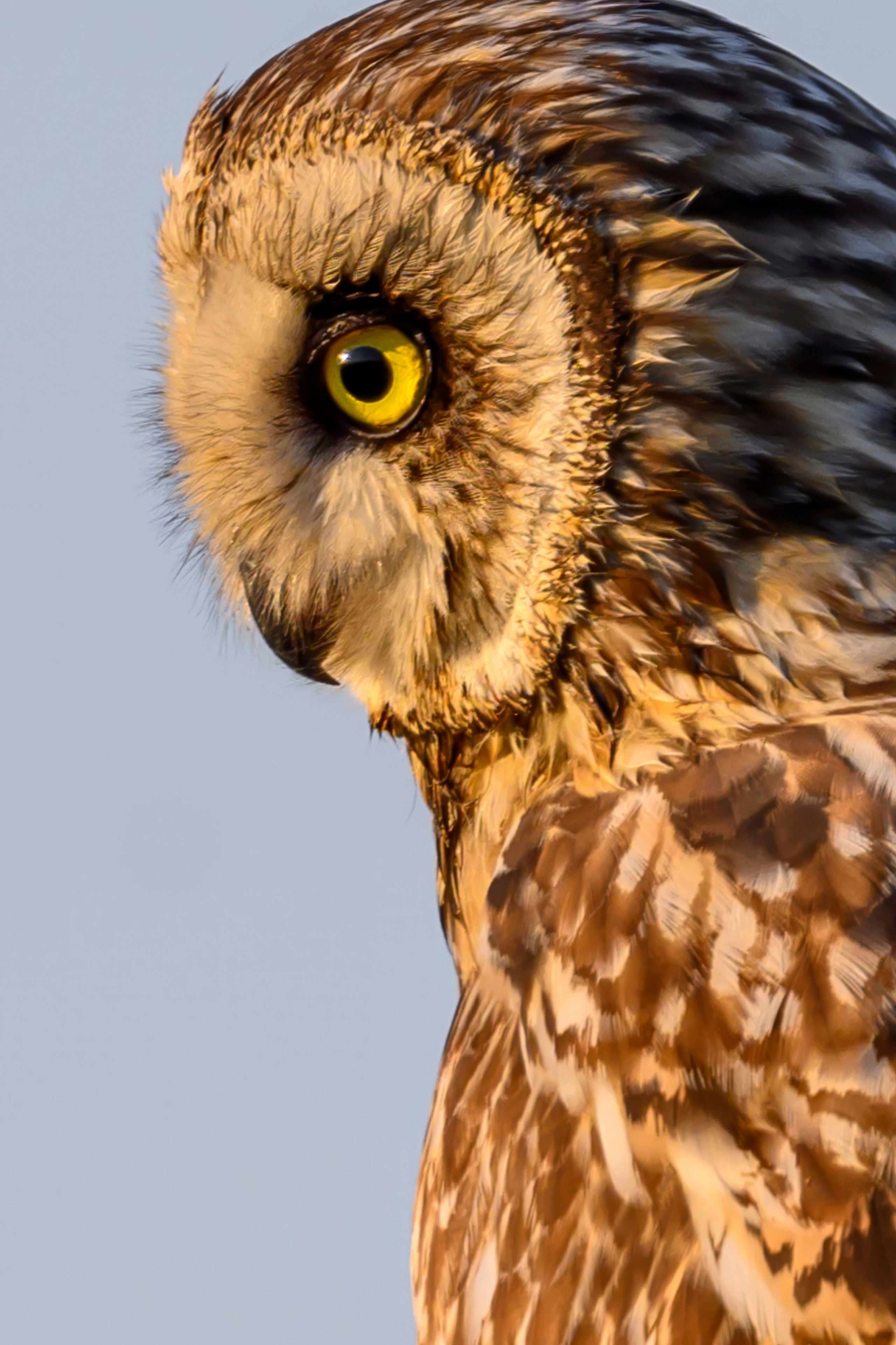 Совы и веретенники. Фотограф Сергей Пупонин