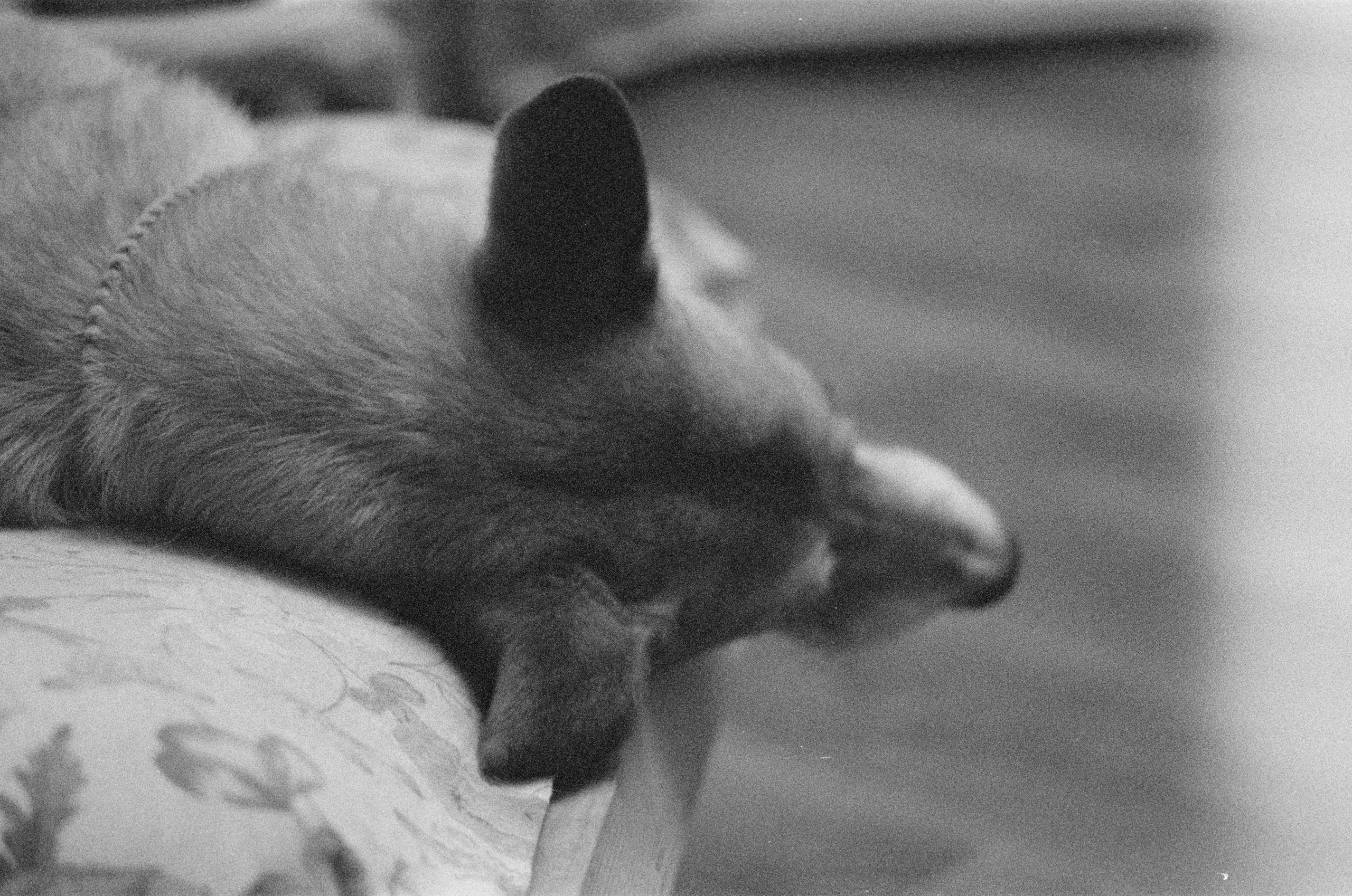 Плёнка. Человек в Шляпе