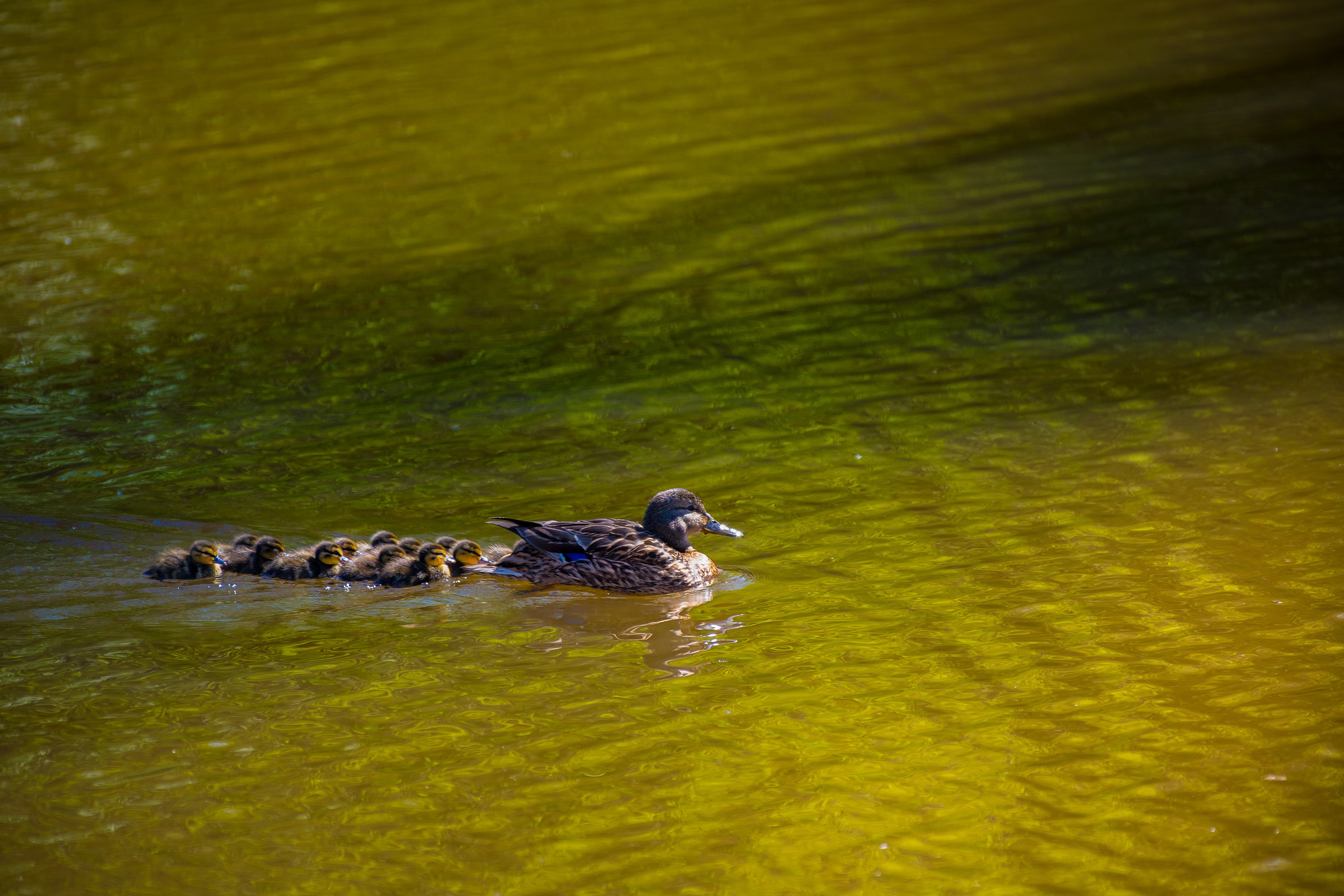 Фотоохота. Репортажный фотограф в Ижевске Константин Ившин