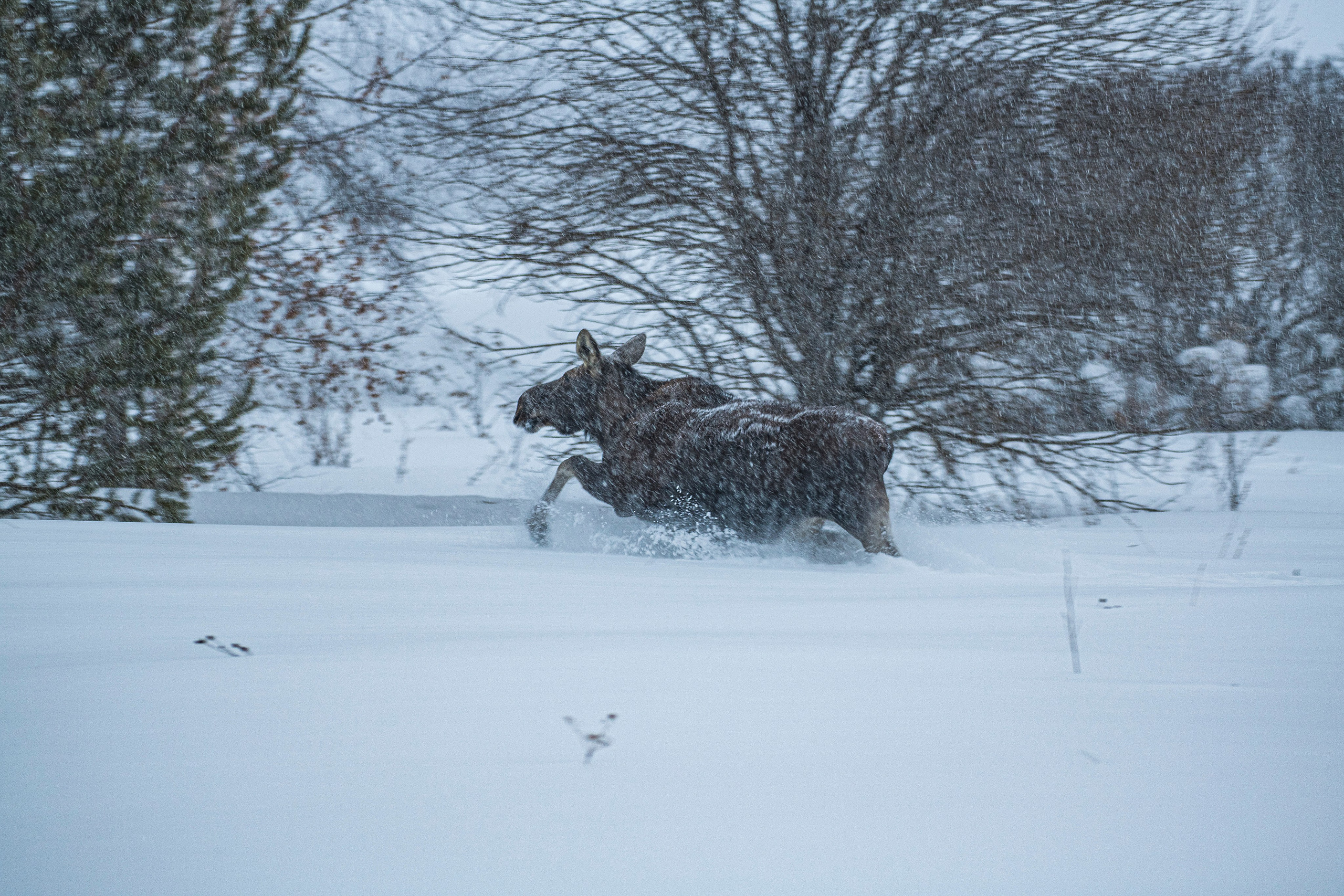 Фотоохота. Репортажный фотограф в Ижевске Константин Ившин