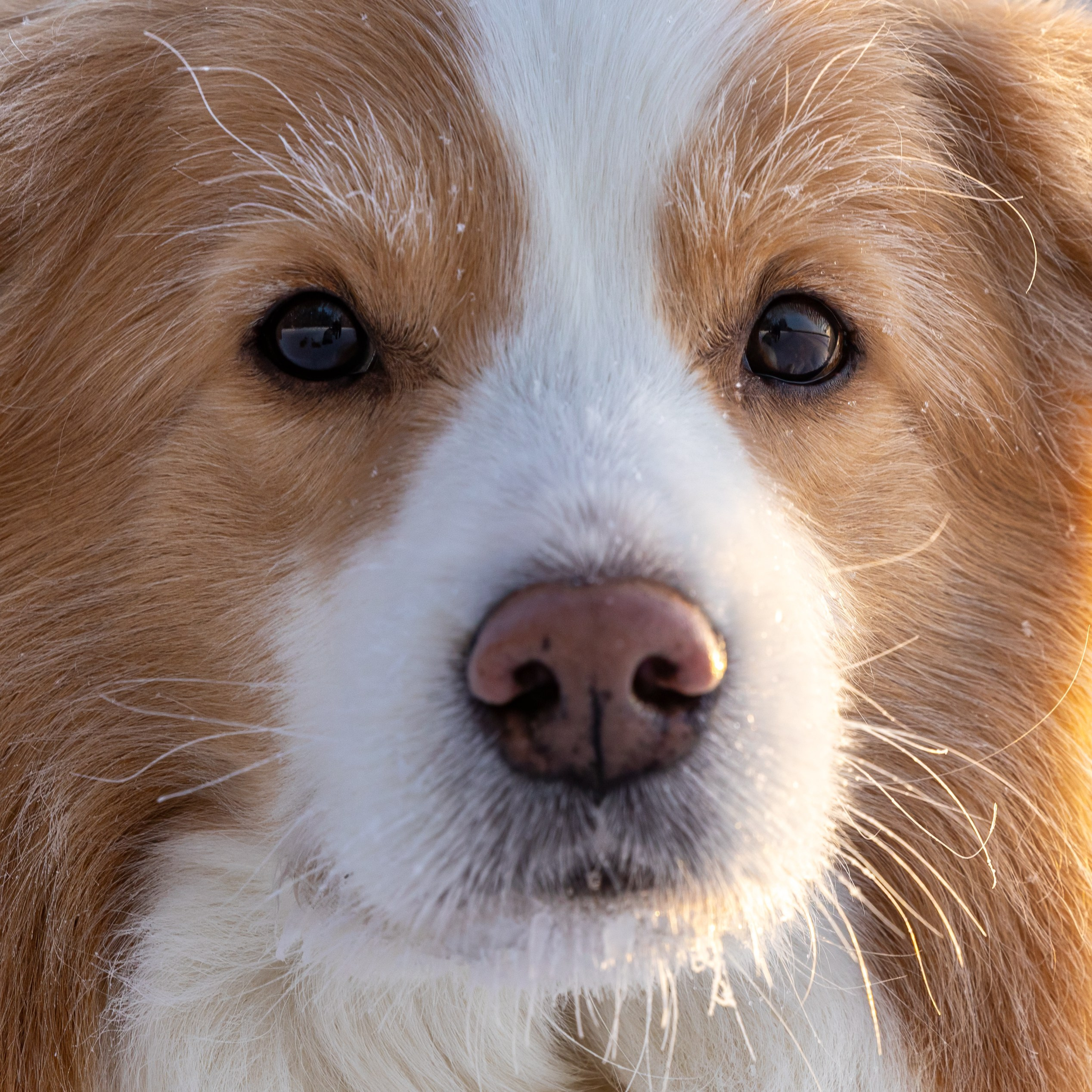 Бордер колли Прайм, Вэй и Лёля. Фотограф-анималист Natalia Deingel | Фотосъемка собак в Москве