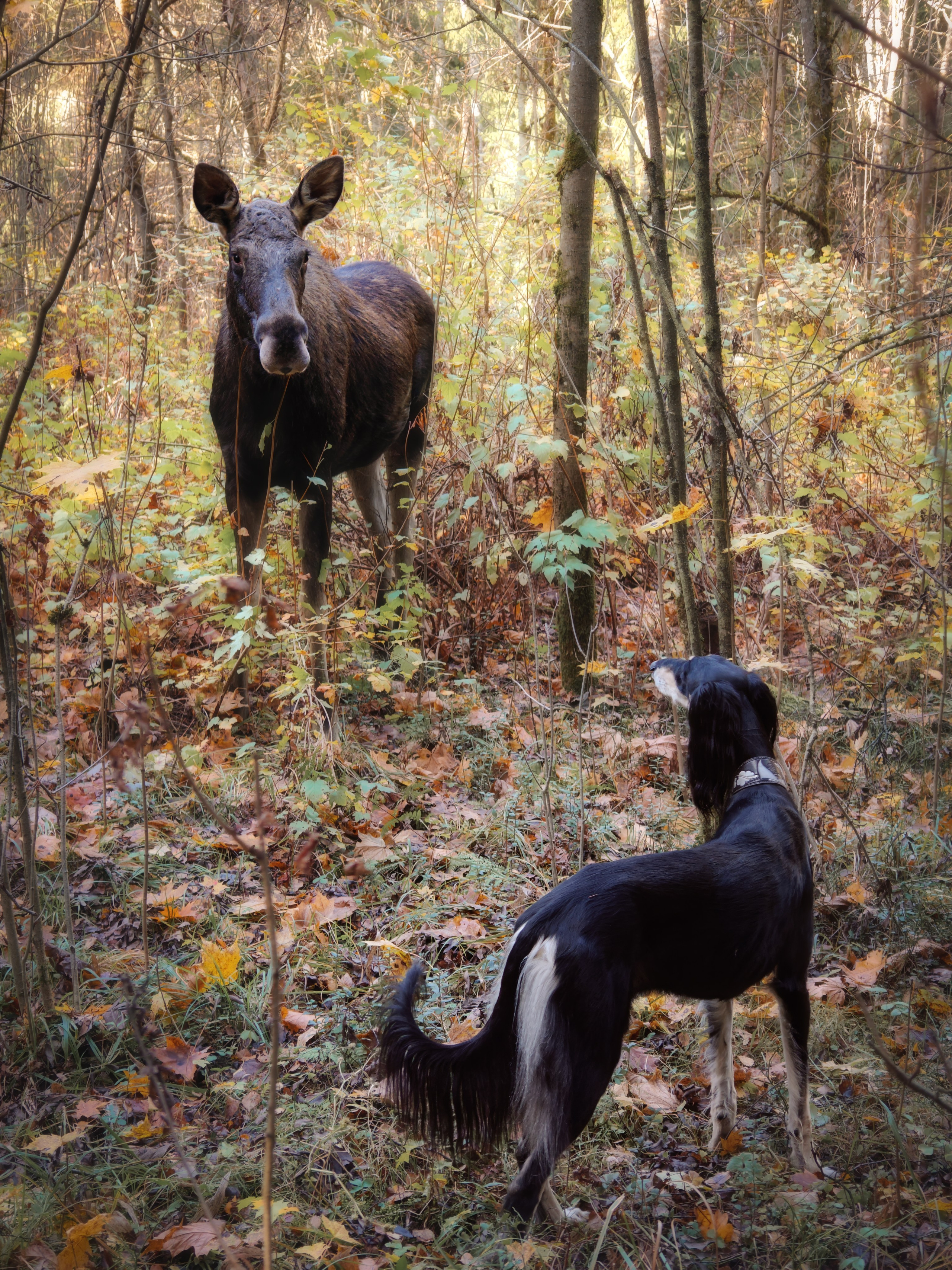 Съёмки собак на природе. Фотограф-анималист Natalia Deingel | Фотосъемка собак в Москве