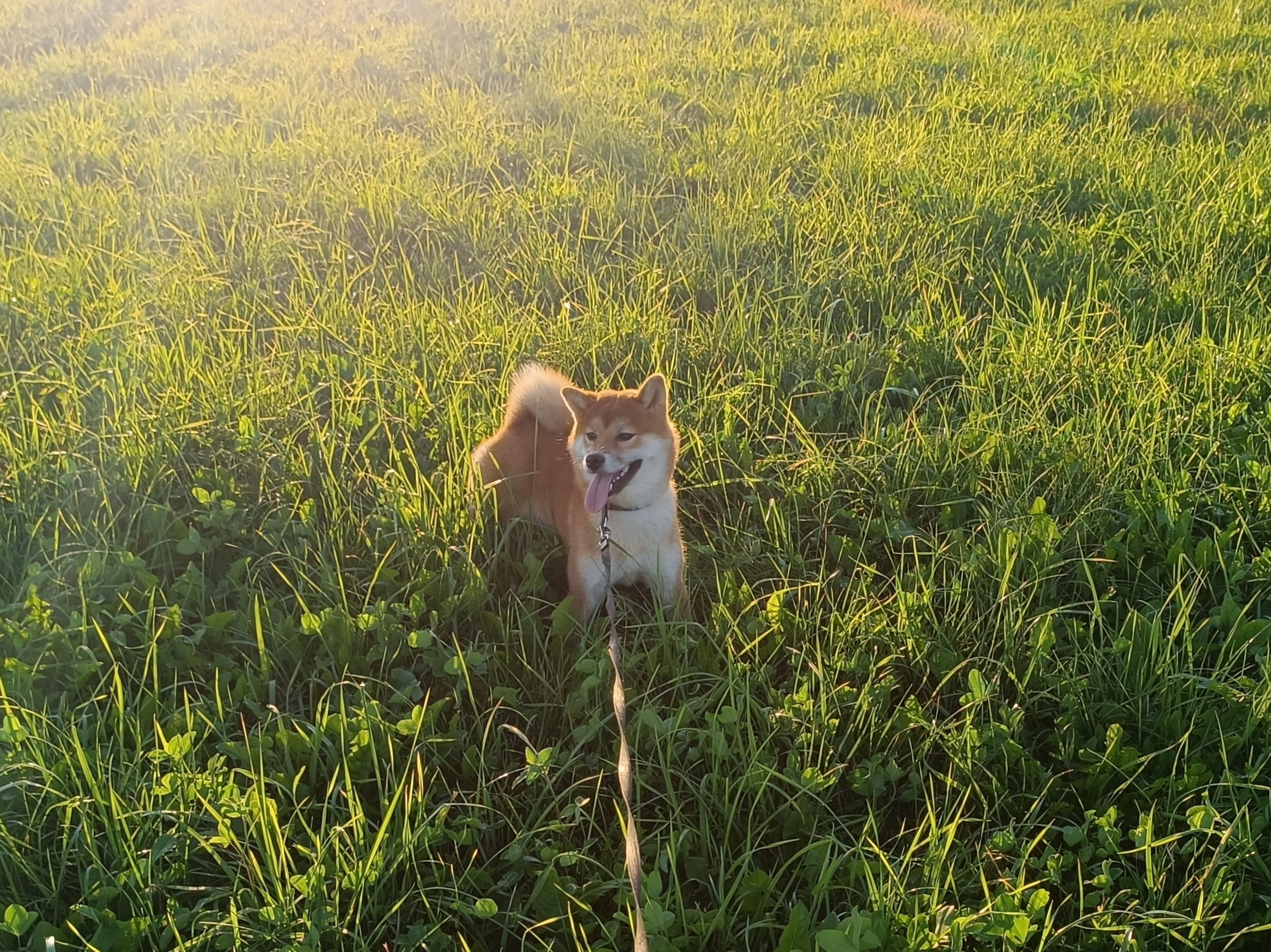 Сиба Rubylight Ellis питомник Рубилайт