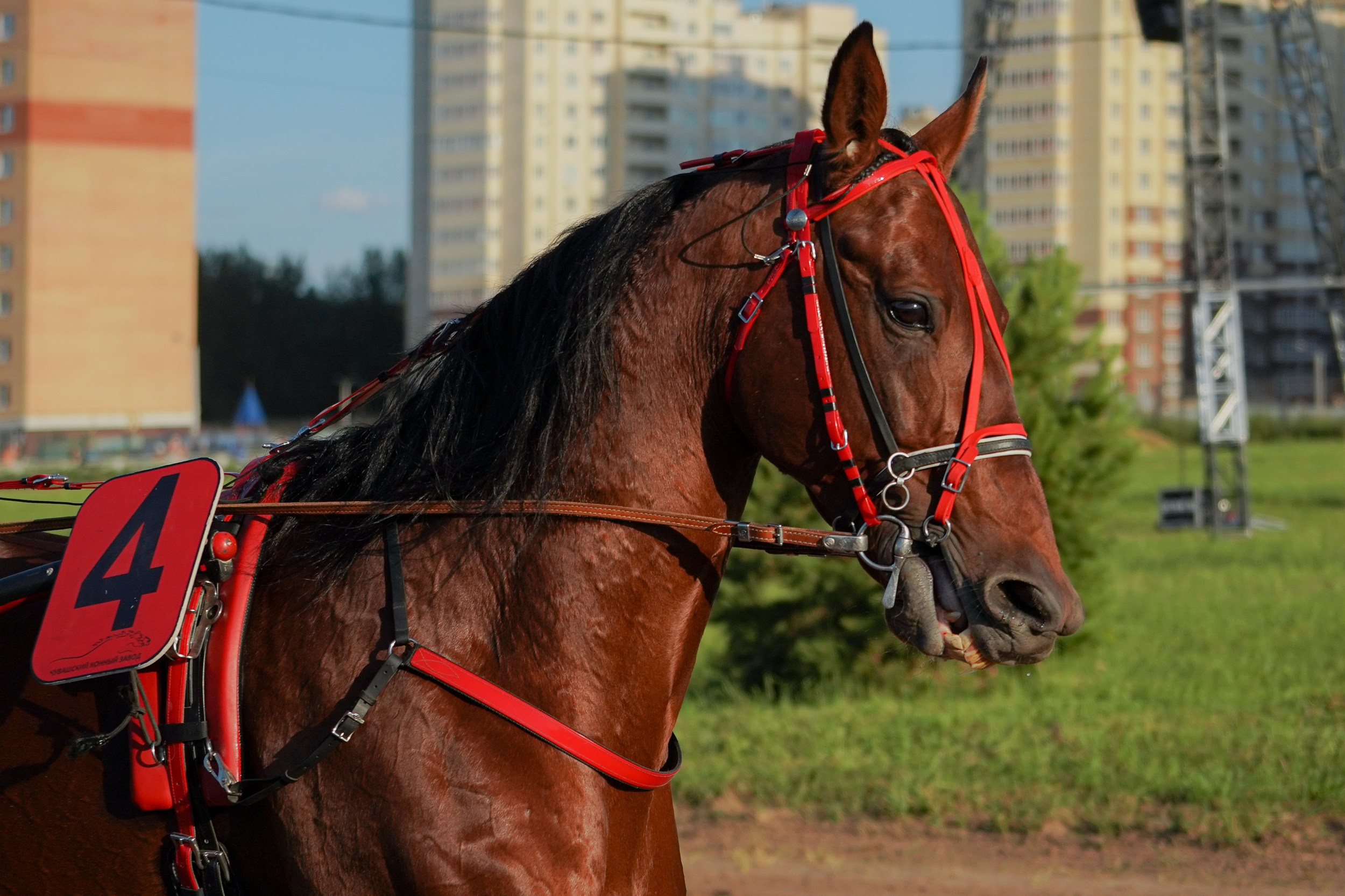 III конные бега на Кубок Главы Чувашии. Фотограф-анималист, портретный фотограф в Чебоксарах Мария Садыкова