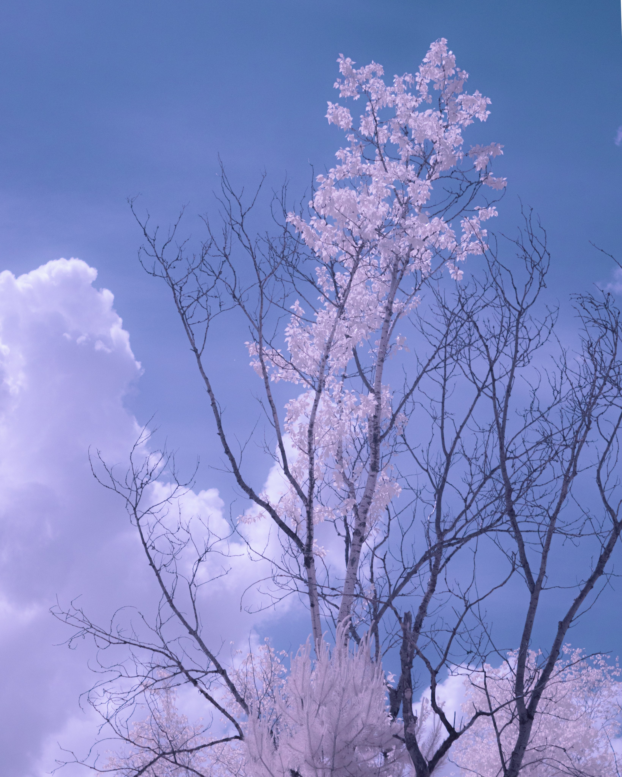 Infrared. AThumbnails