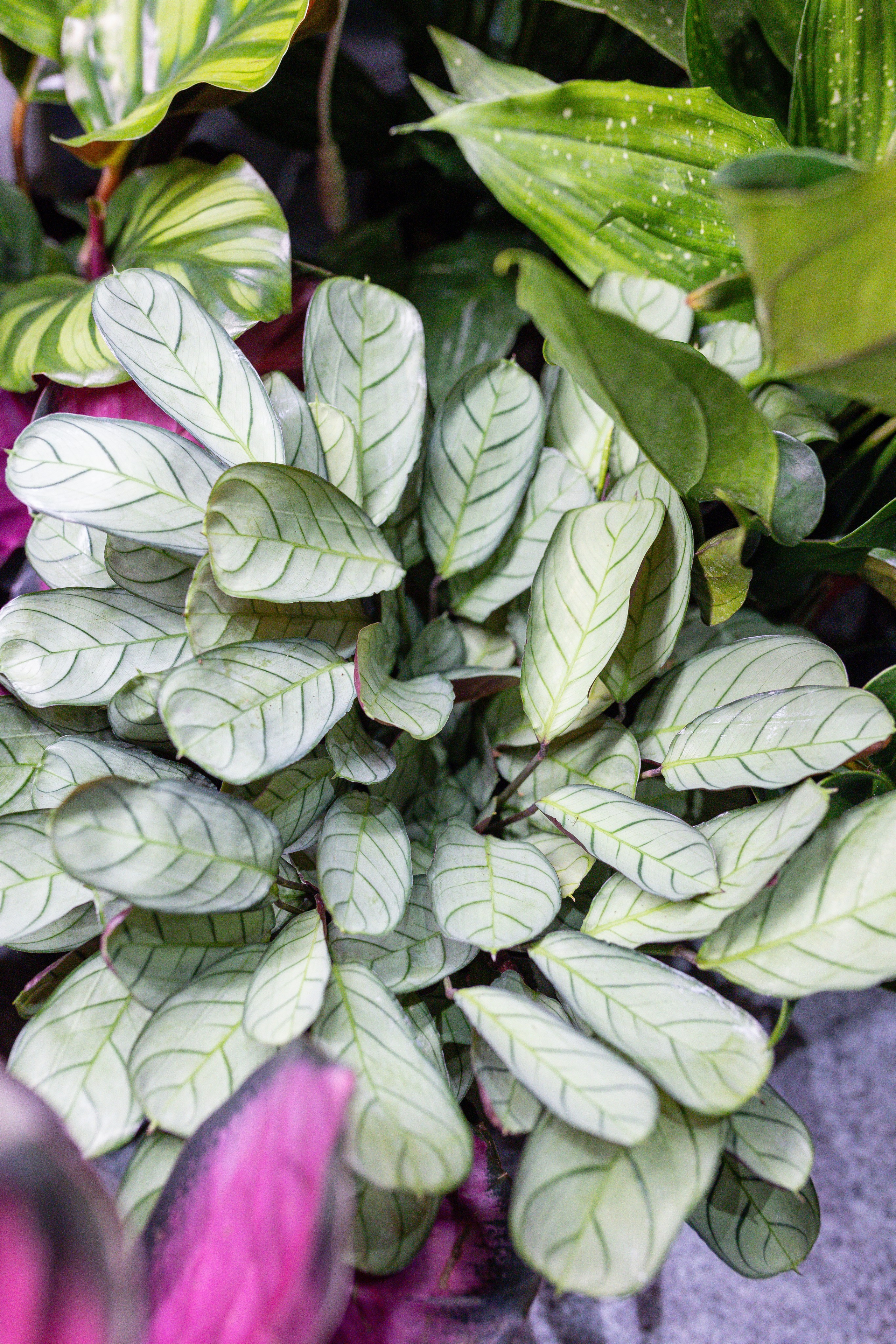 Монстериум 11–12 октября. Александра Куликова фотограф, Москва