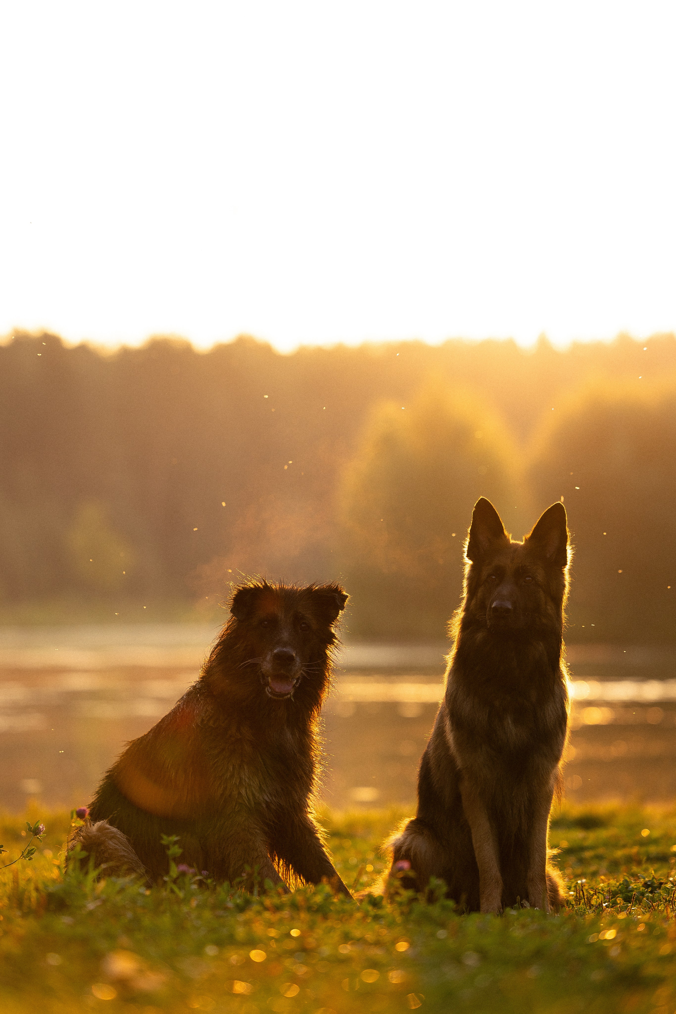Алена, Матвей, Фанни и Фрея. Фотограф и видеограф анималист Аганина Дарья